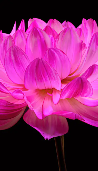 Nature wallpapers: dahlia, close-up, macro, flowers