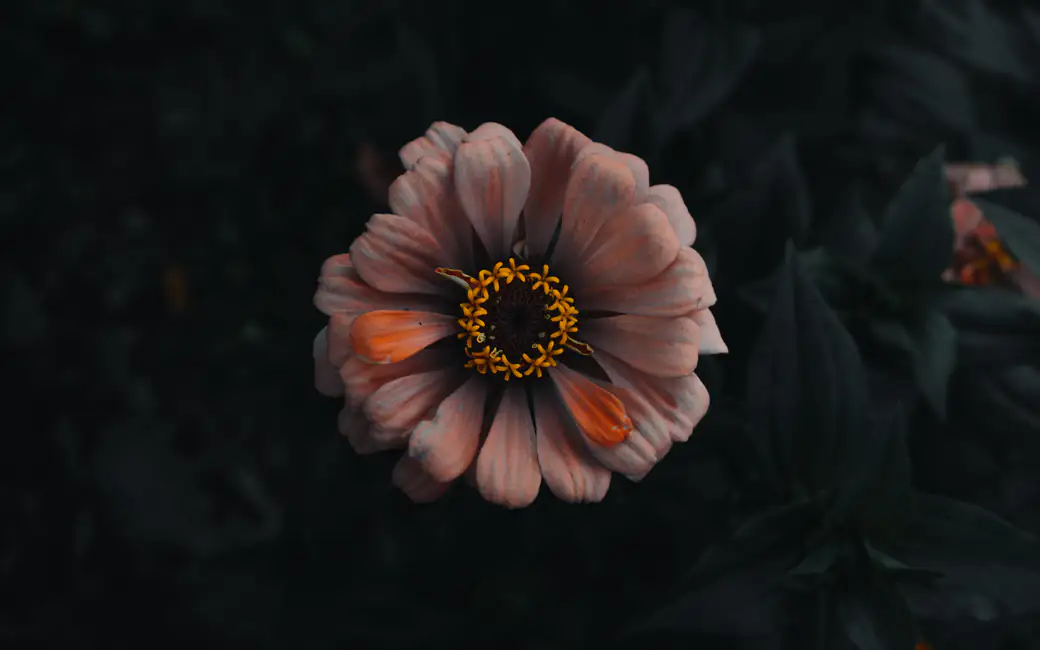 Pink flower with yellow stamens — desktop and phone wallpaper, free download
