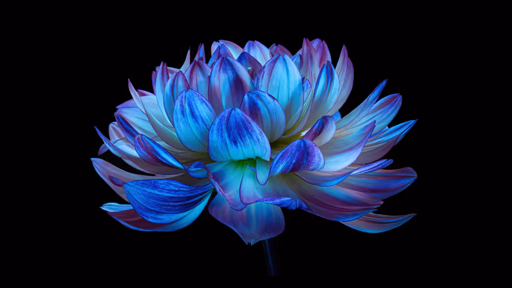 Blue Dahlia Flower — desktop and phone wallpaper, free download
