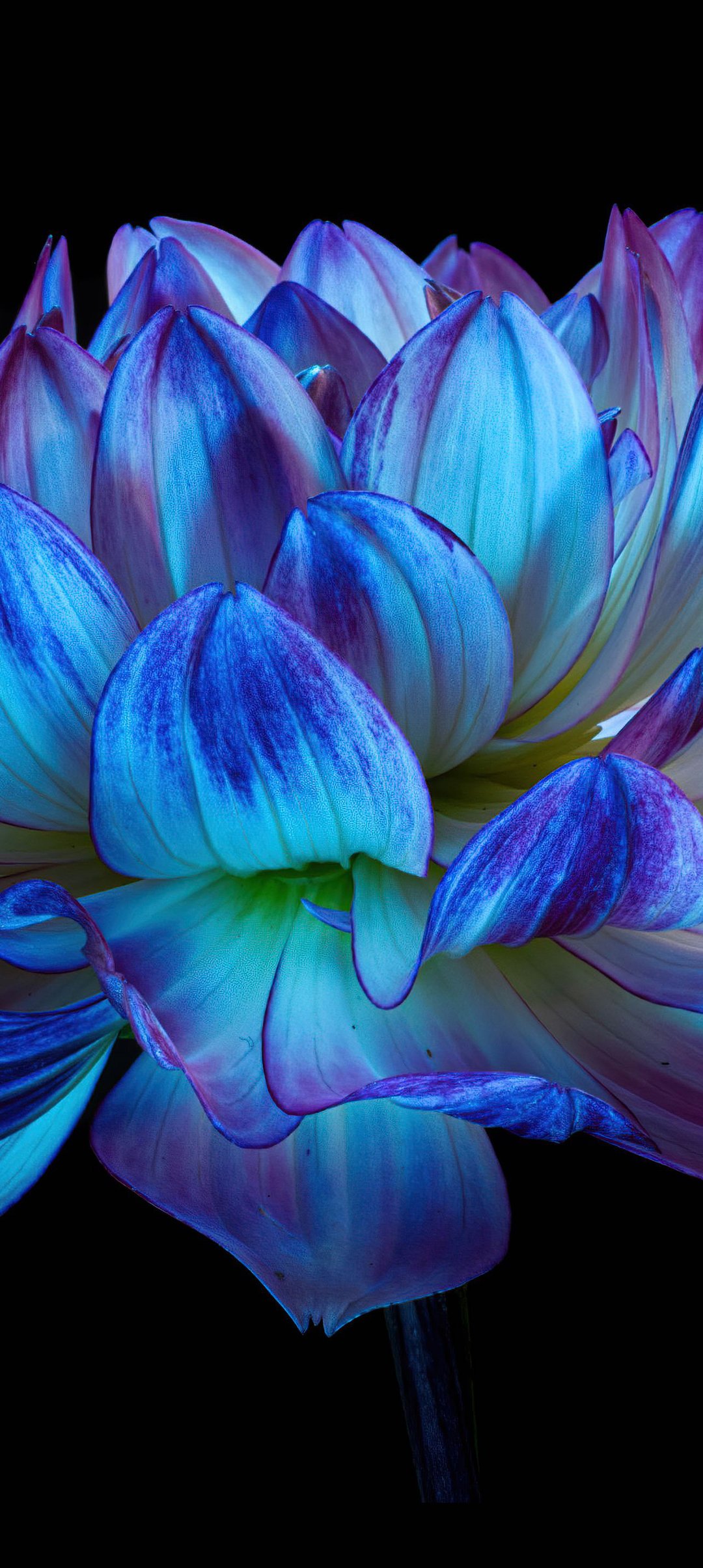 Blue Dahlia Flower - Wallpapers for Samsung Galaxy A13/A14/A53, Realme 12 Pro 5G, POCO M5 in 1080x2408 resolution
