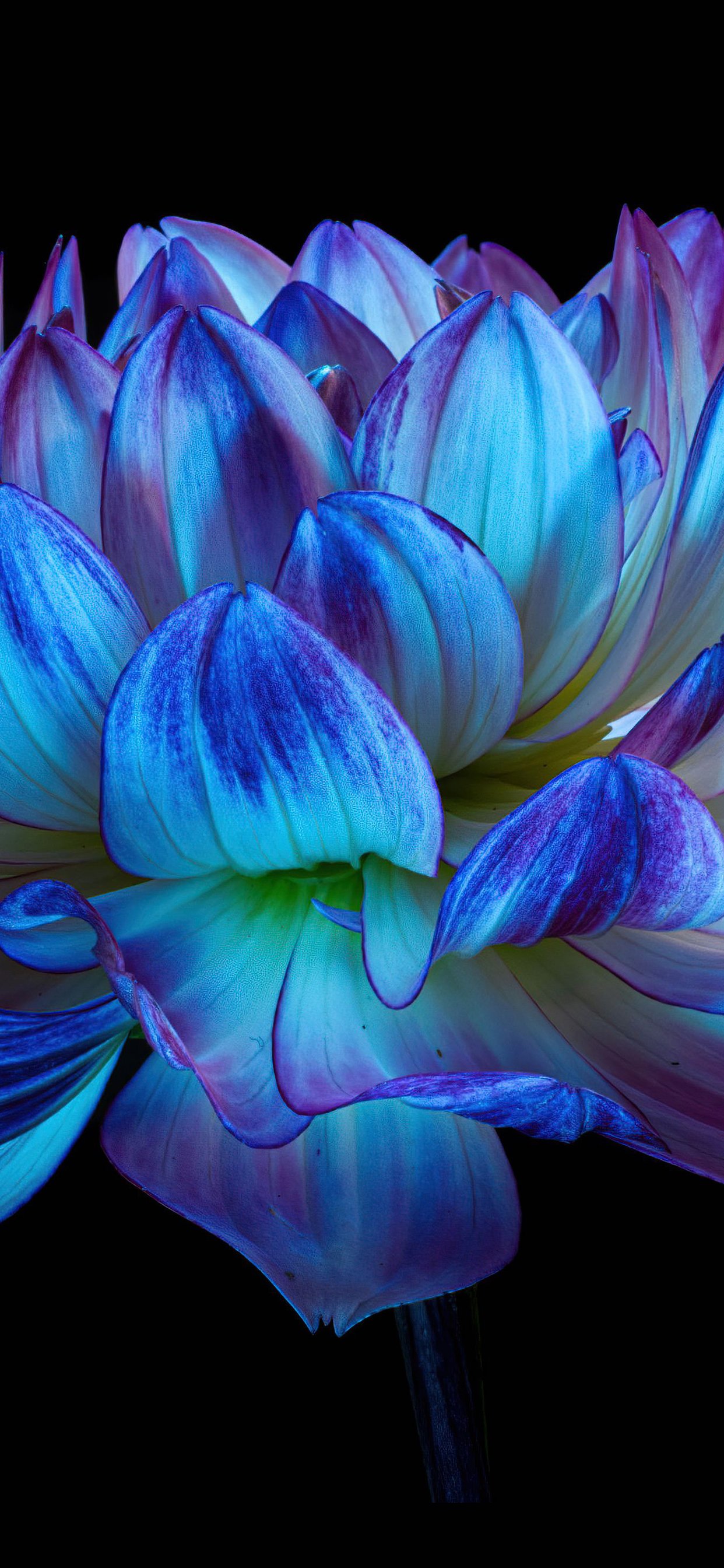 Blue Dahlia Flower - Wallpapers for iPhone 11 Pro Max in 1242x2688 resolution