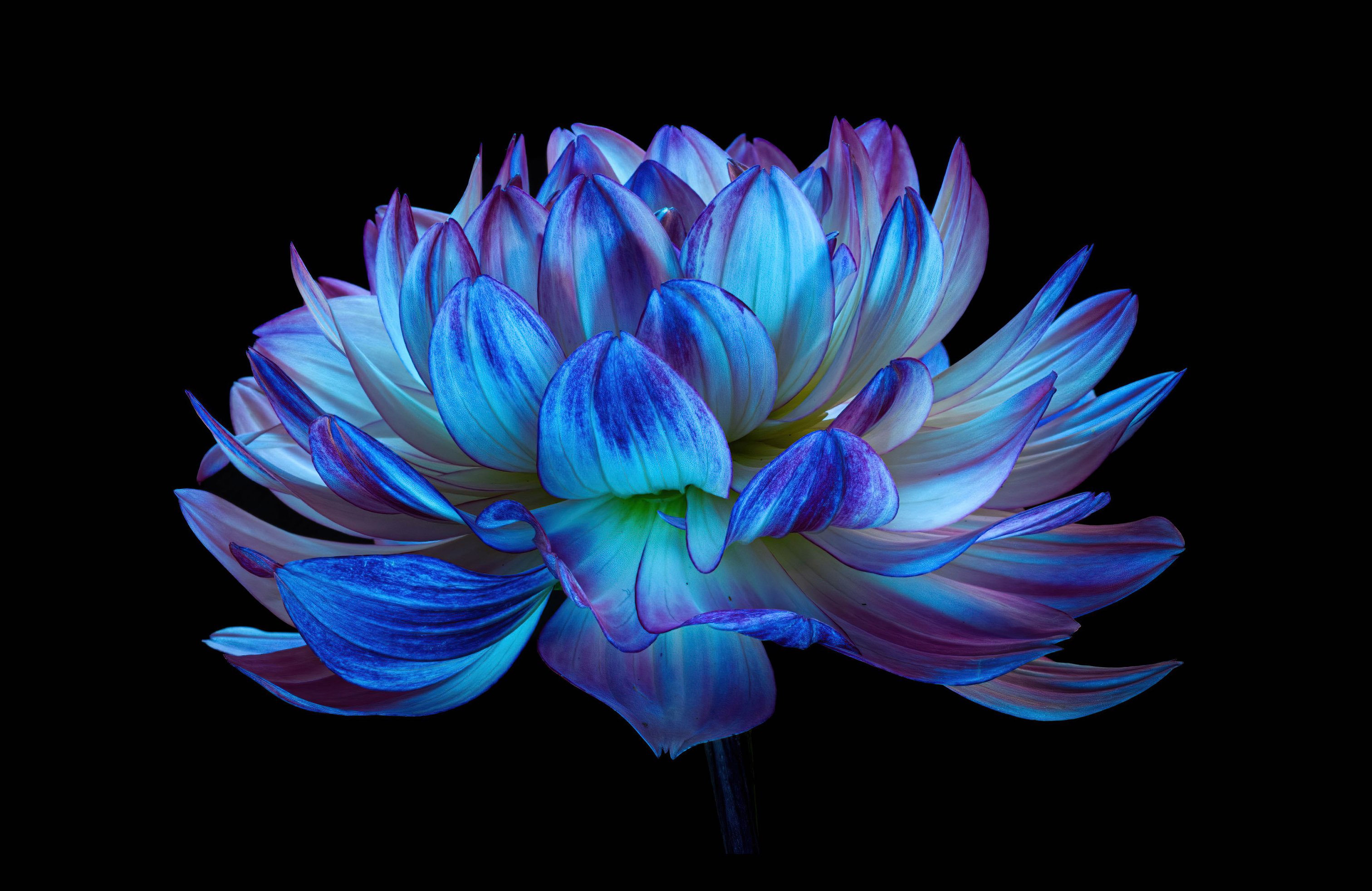 Blue Dahlia Flower - Wallpapers for Apple MacBook 14.2″ in 3024x1964 resolution