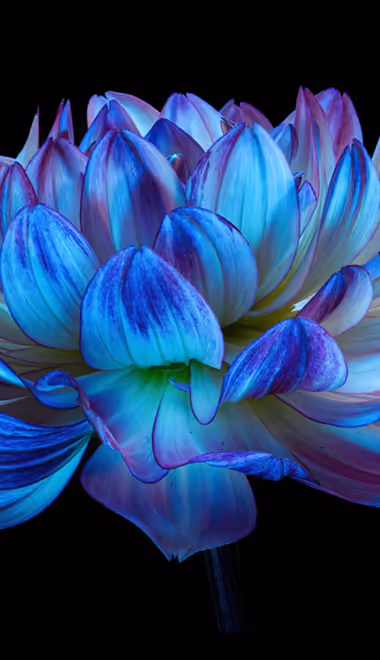 Обои георгины для Samsung Galaxy A11/A20e/A20/M11, Xiaomi Redmi 9A/9C, POCO C40 (720x1560): георгина, цветы, макро, лепестки