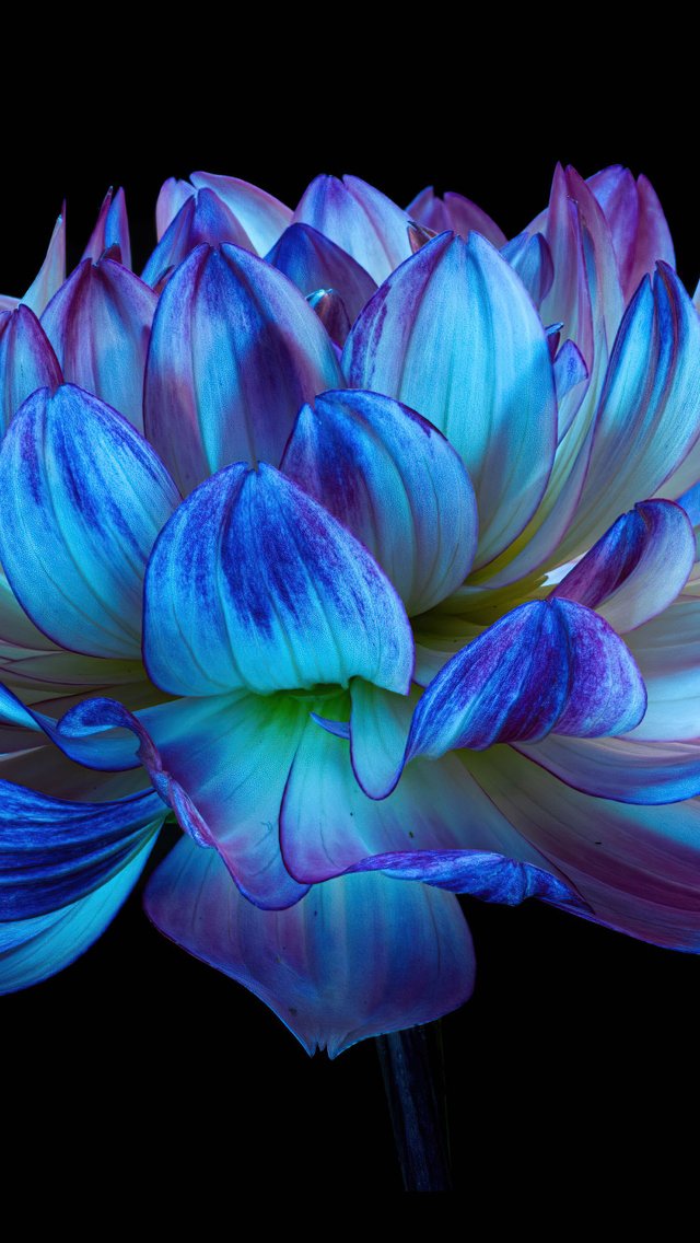 Blue Dahlia Flower - Wallpapers for iPhone 5/5S/5C/SE in 640x1136 resolution