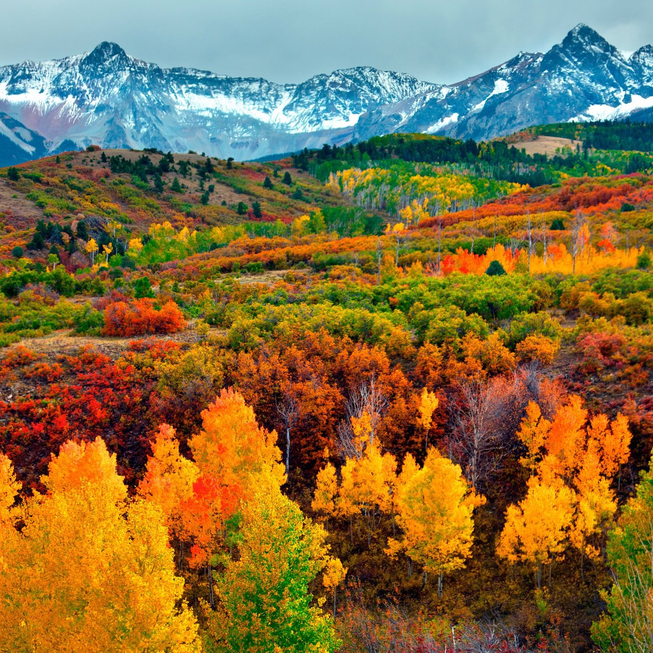 Autumn forest and snow-capped mountains - Wallpapers for Lenovo, Huawei in 1280x1280 resolution