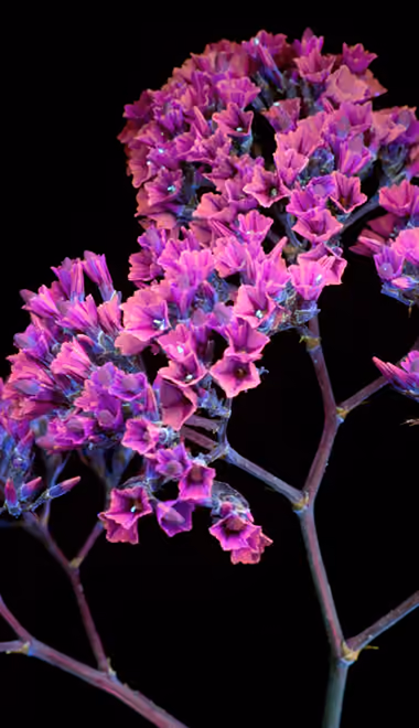 Nature wallpapers: flowers, petals, branch, darkness
