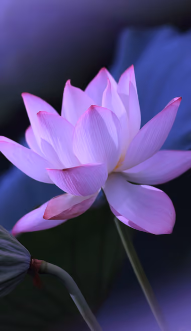 Nature wallpapers: lotus, flowers, petals, leaves