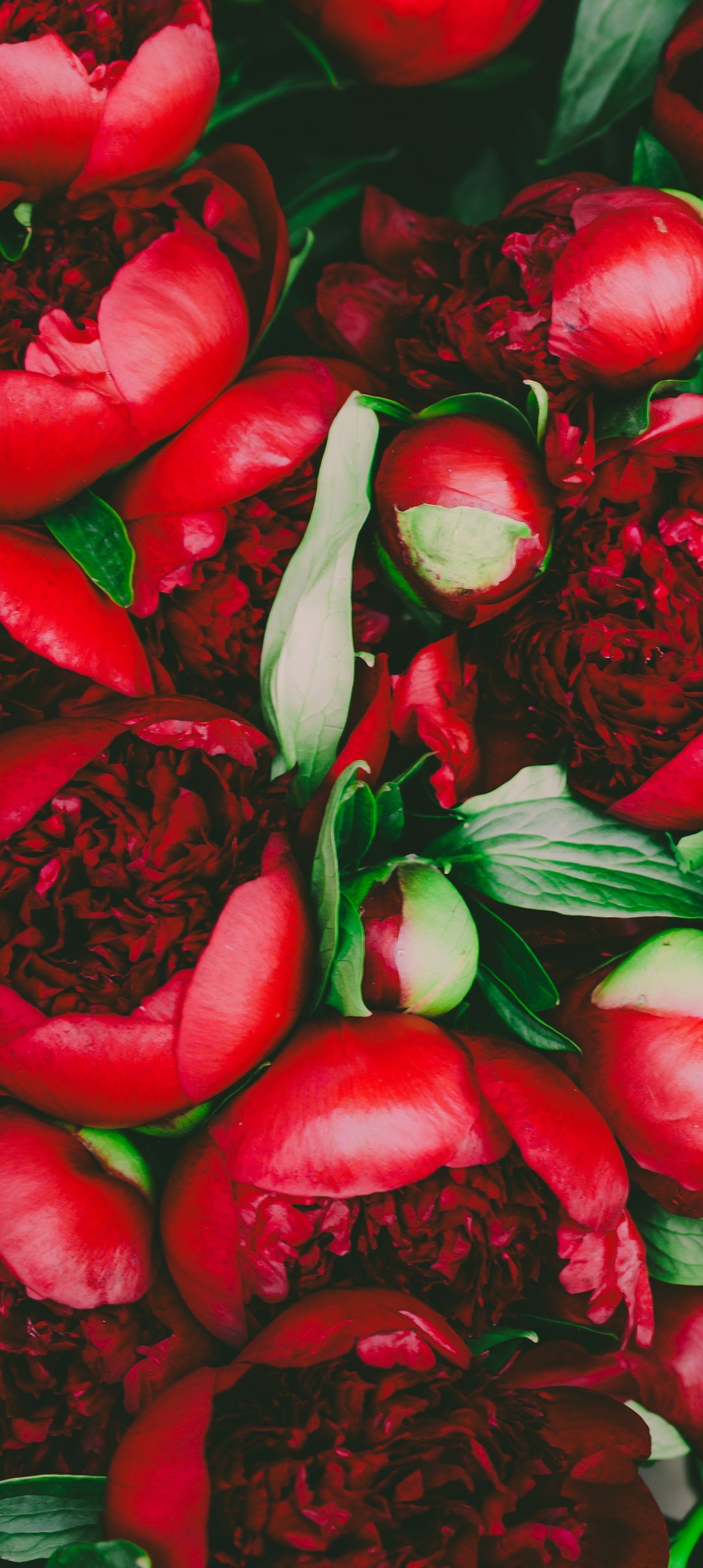Lush red peonies - Wallpapers for Samsung Galaxy A13/A14/A53, Realme 12 Pro 5G, POCO M5 in 1080x2408 resolution
