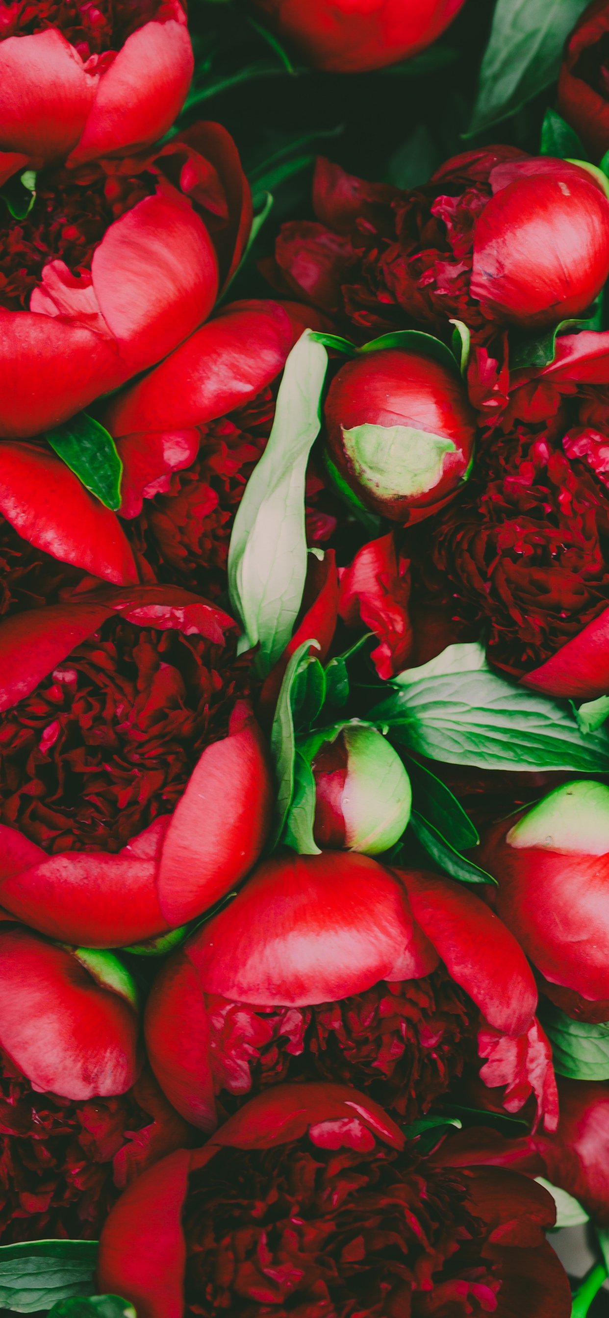 Lush red peonies - Wallpapers for iPhone 11 Pro Max in 1242x2688 resolution
