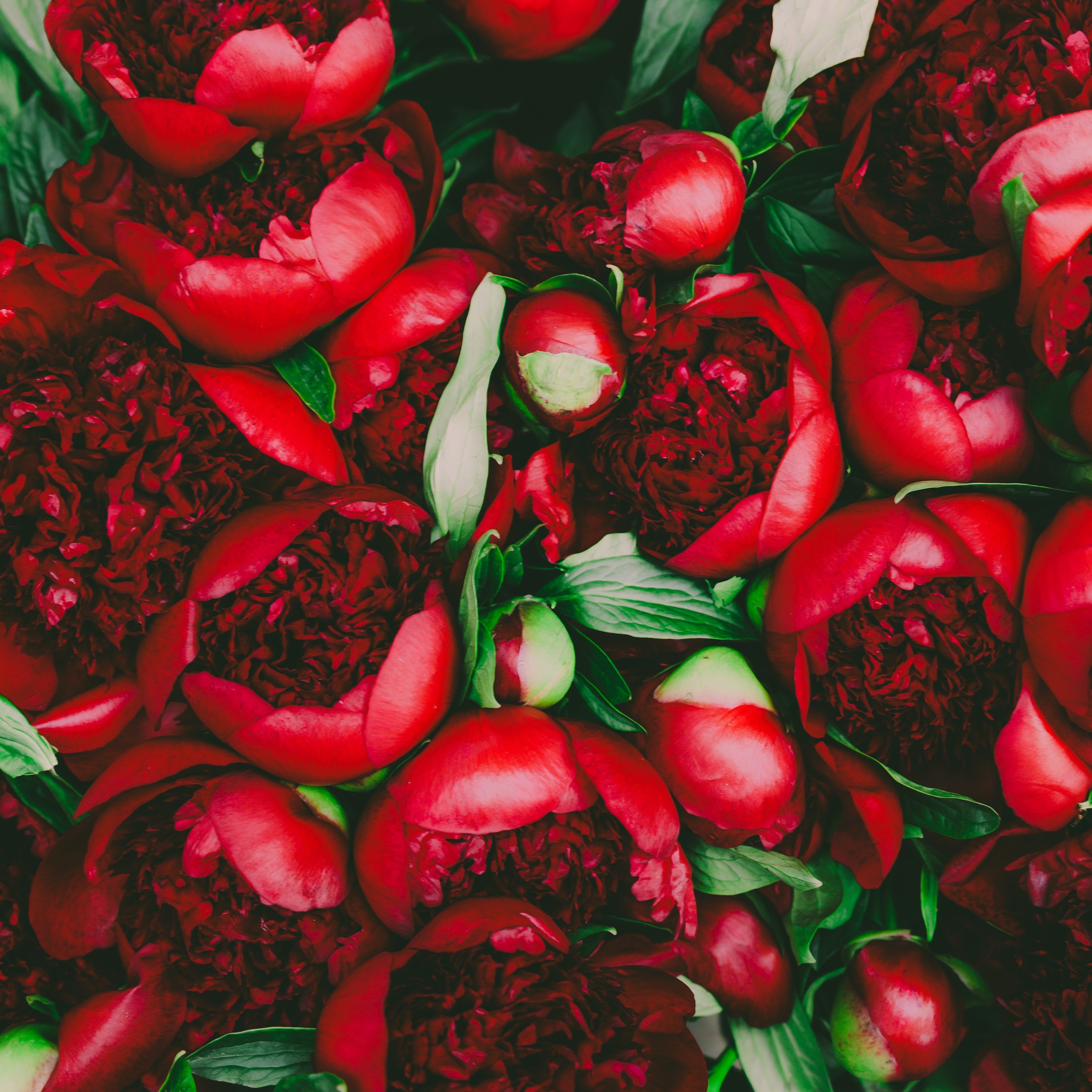 Lush red peonies - Wallpapers for iPad Pro 12.9″ in 2732x2732 resolution