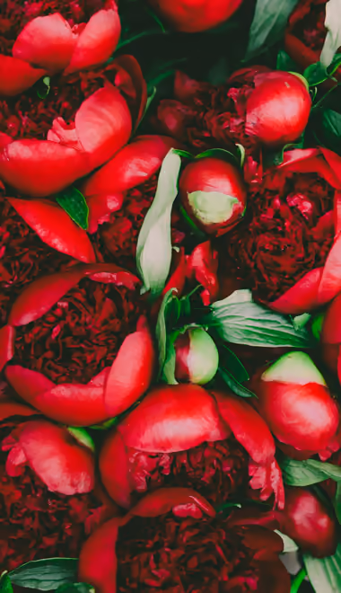 Peonies Wallpapers for Samsung Galaxy Z Flip6, Motorola Razr 2025 (1080x2640): peonies, bouquet, flowers, blossom