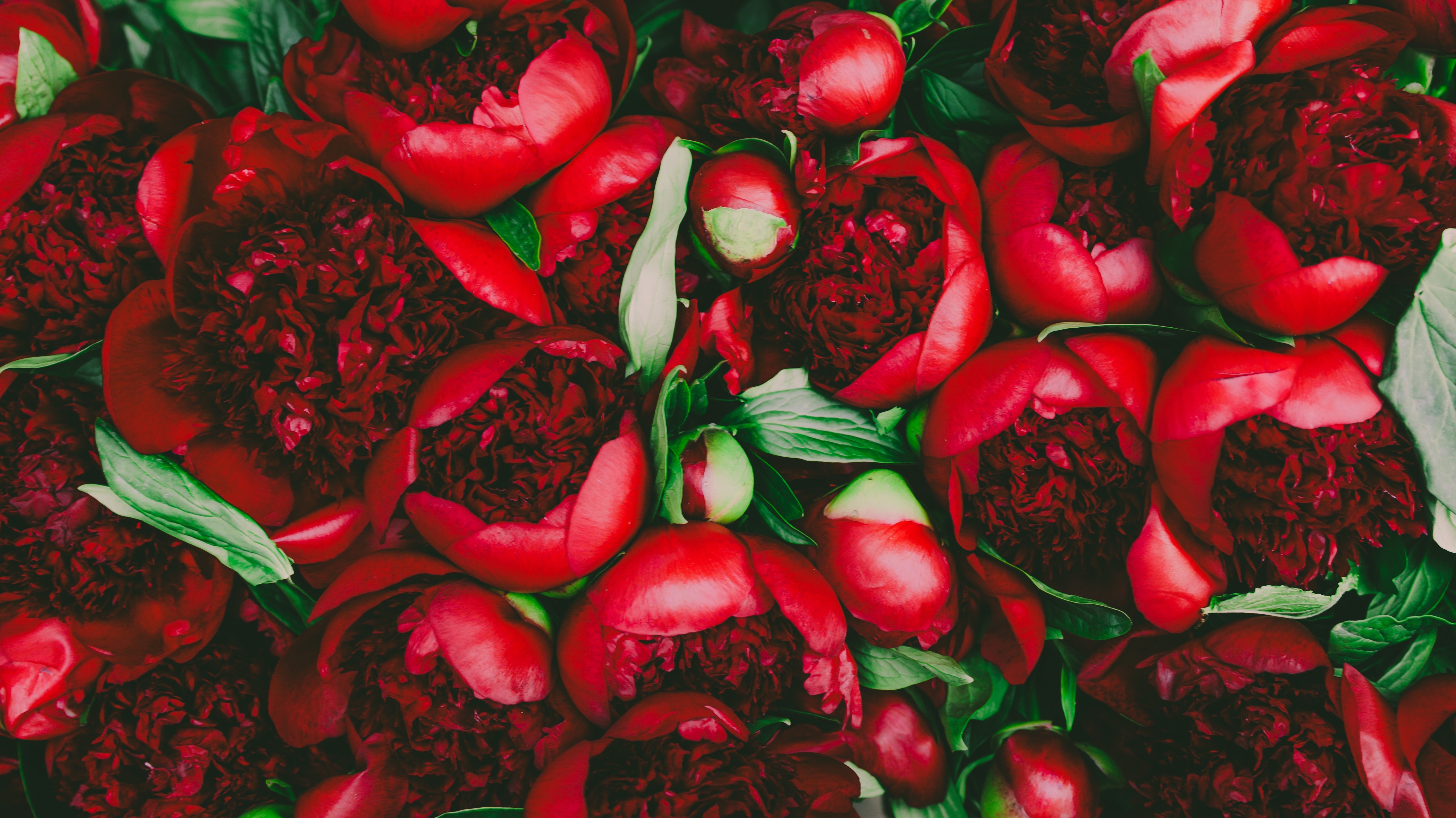 Lush red peonies - 5K wallpapers in 5120x2880 resolution