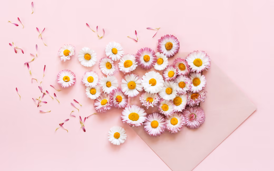 White and pink daisies — desktop and phone wallpaper, free download