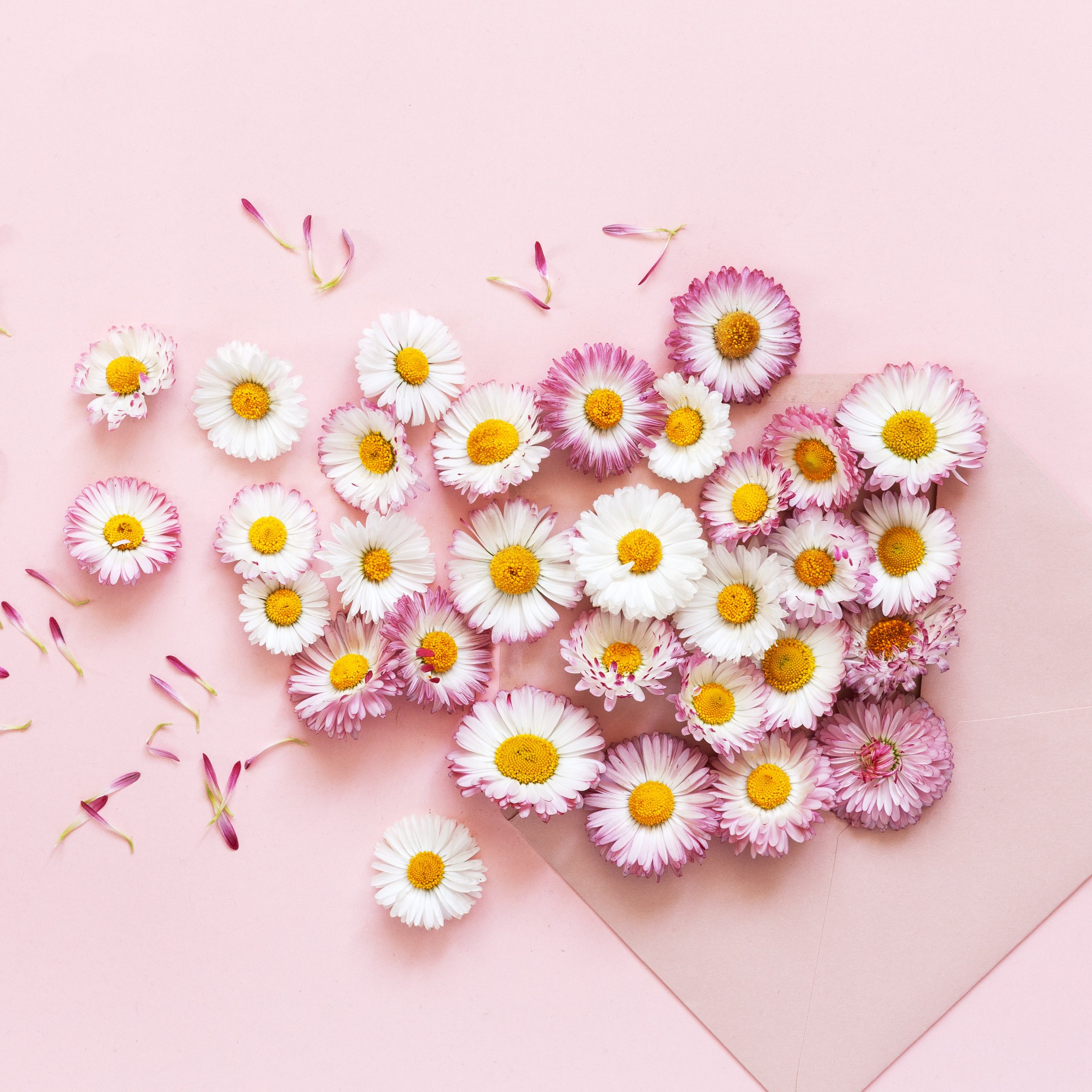 White and pink daisies - Wallpapers for Samsung Galaxy Tab S9 FE+/Tab S11, Xiaomi Pad 5, Redmi Pad 2 Pro, POCO Pad in 2560x2560 resolution