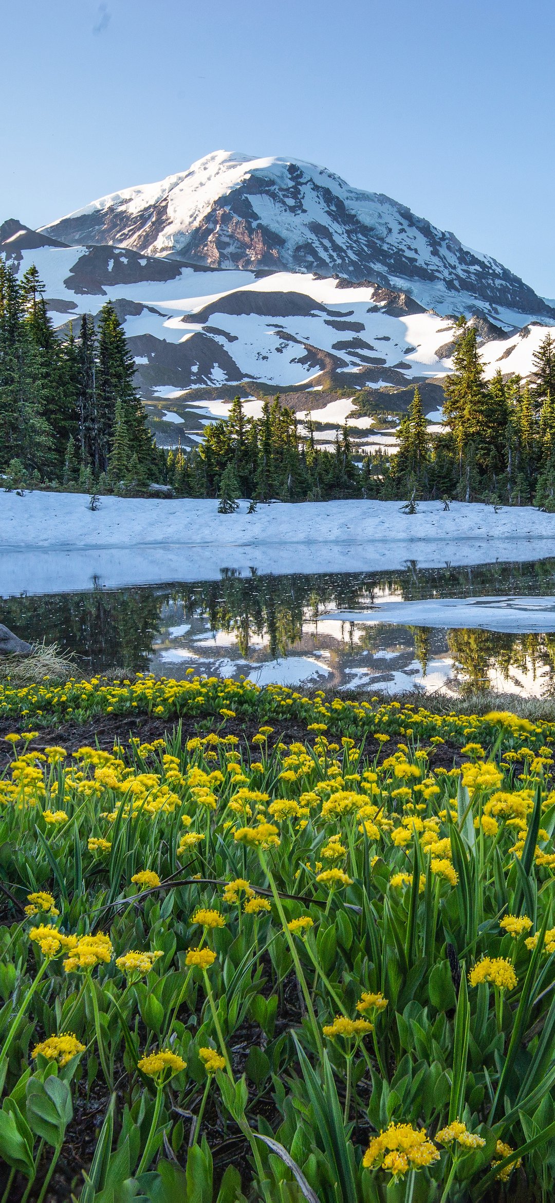 Snow-capped mountain with blooming meadow - Wallpapers for iPhone 12 mini/13 mini, Samsung Galaxy S24/S24 FE/S25/S25 FE/S26/A55/A56/A35/A26/A16/M15, Xiaomi, Sony Xperia in 1080x2340 resolution