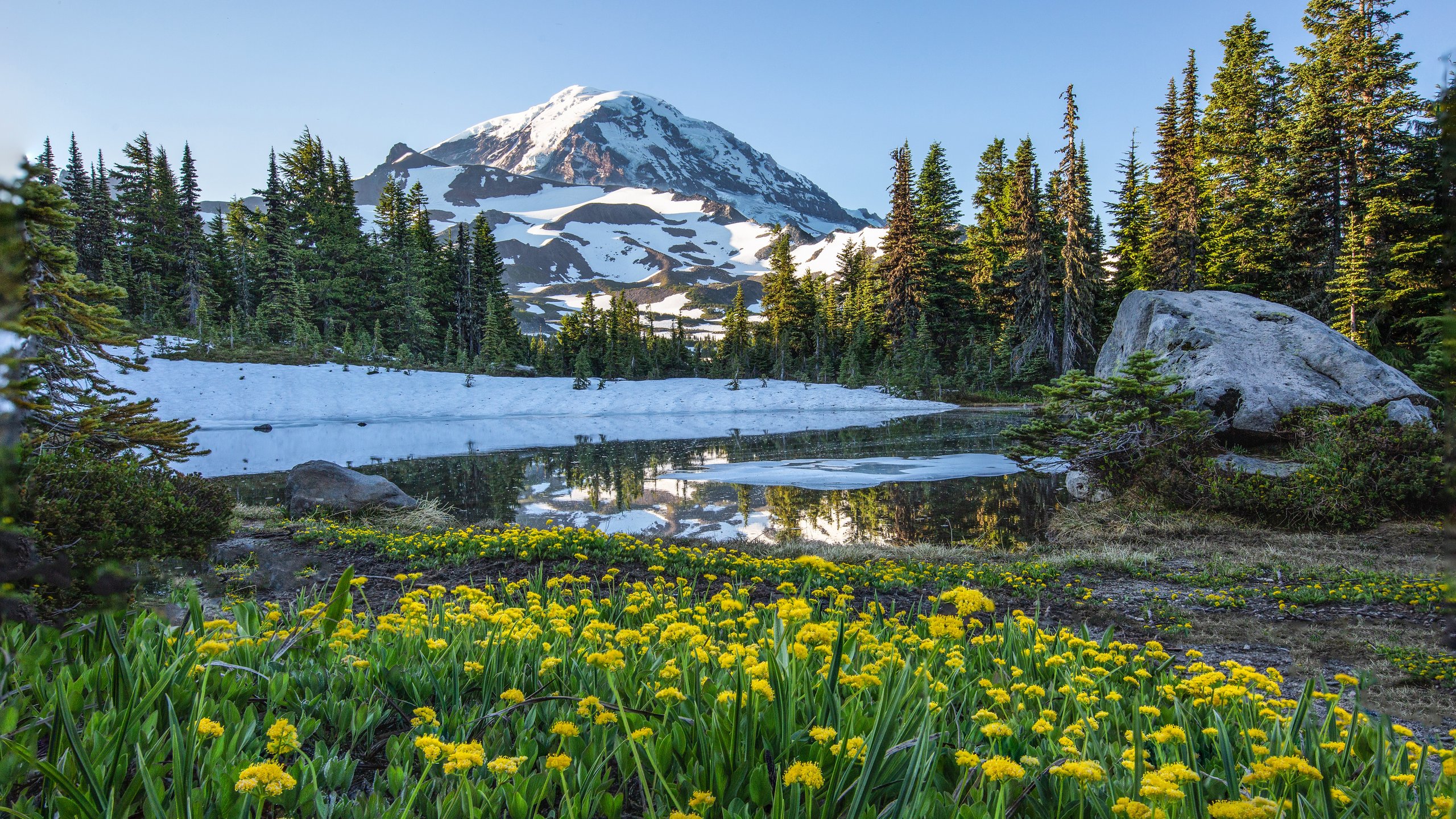 Snow-capped mountain with blooming meadow - 2K Quad HD wallpapers in 2560x1440 resolution