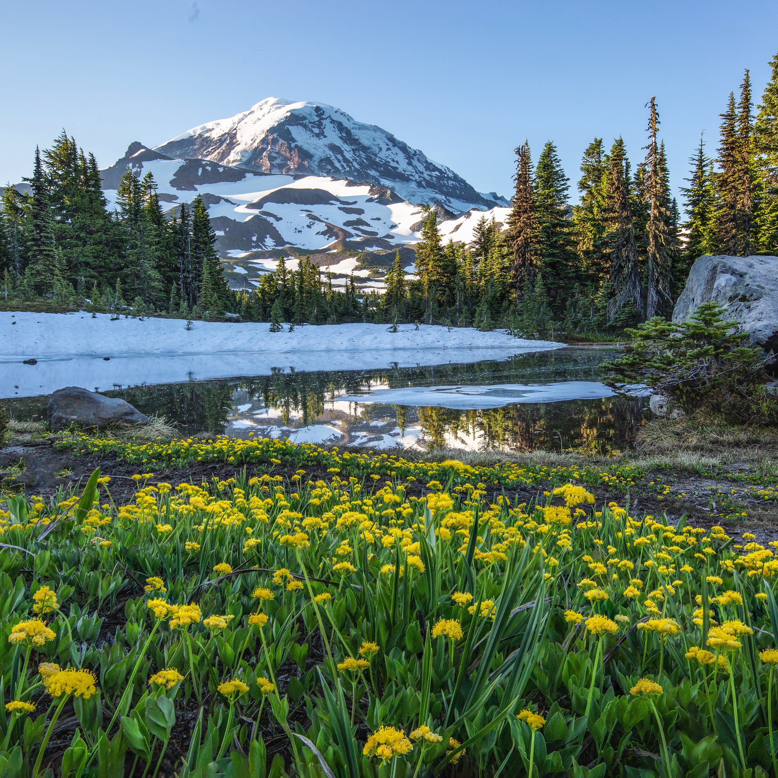 Snow-capped mountain with blooming meadow - Wallpapers for Samsung Galaxy Tab S9 FE+/Tab S11, Xiaomi Pad 5, Redmi Pad 2 Pro, POCO Pad in 2560x2560 resolution