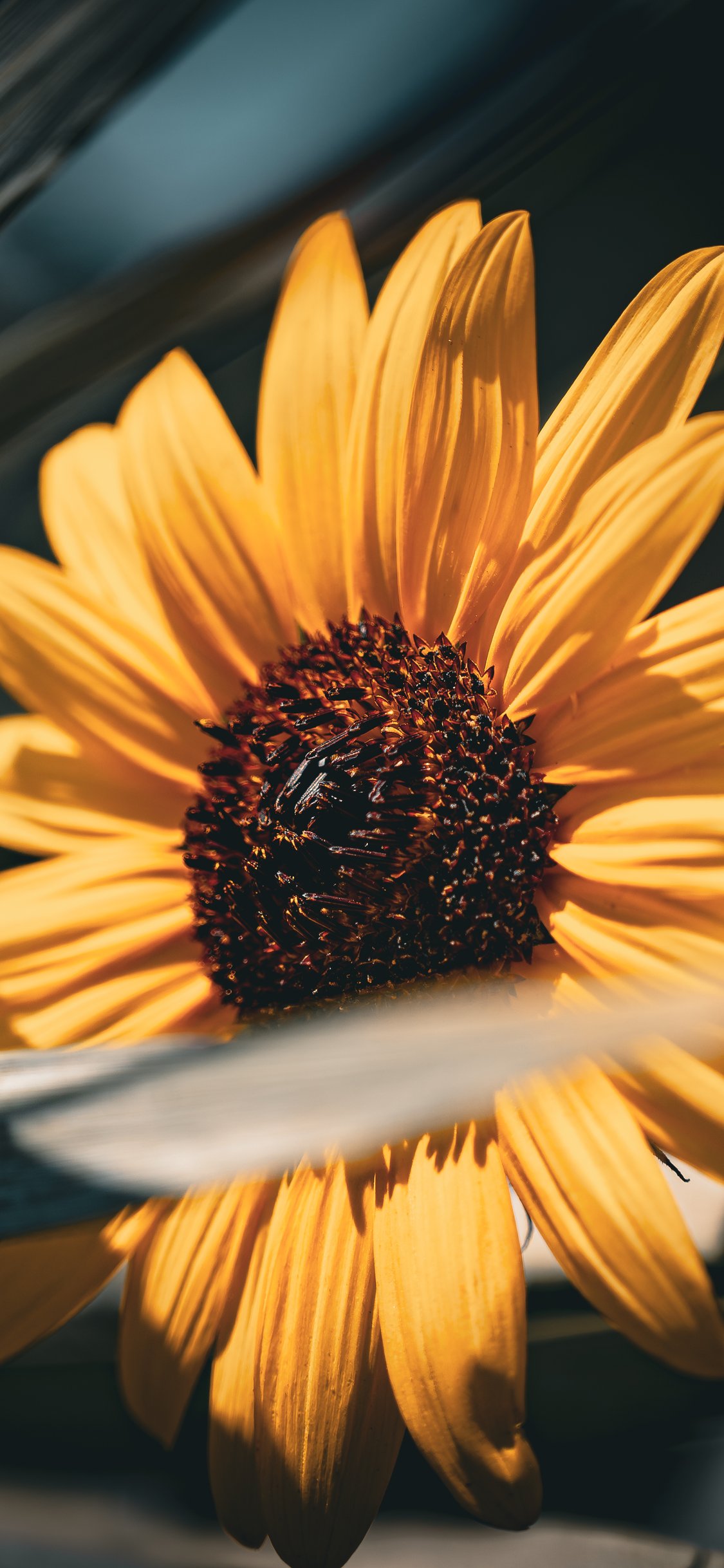 Yellow sunflower - Wallpapers for iPhone X/XS/11 Pro in 1125x2436 resolution