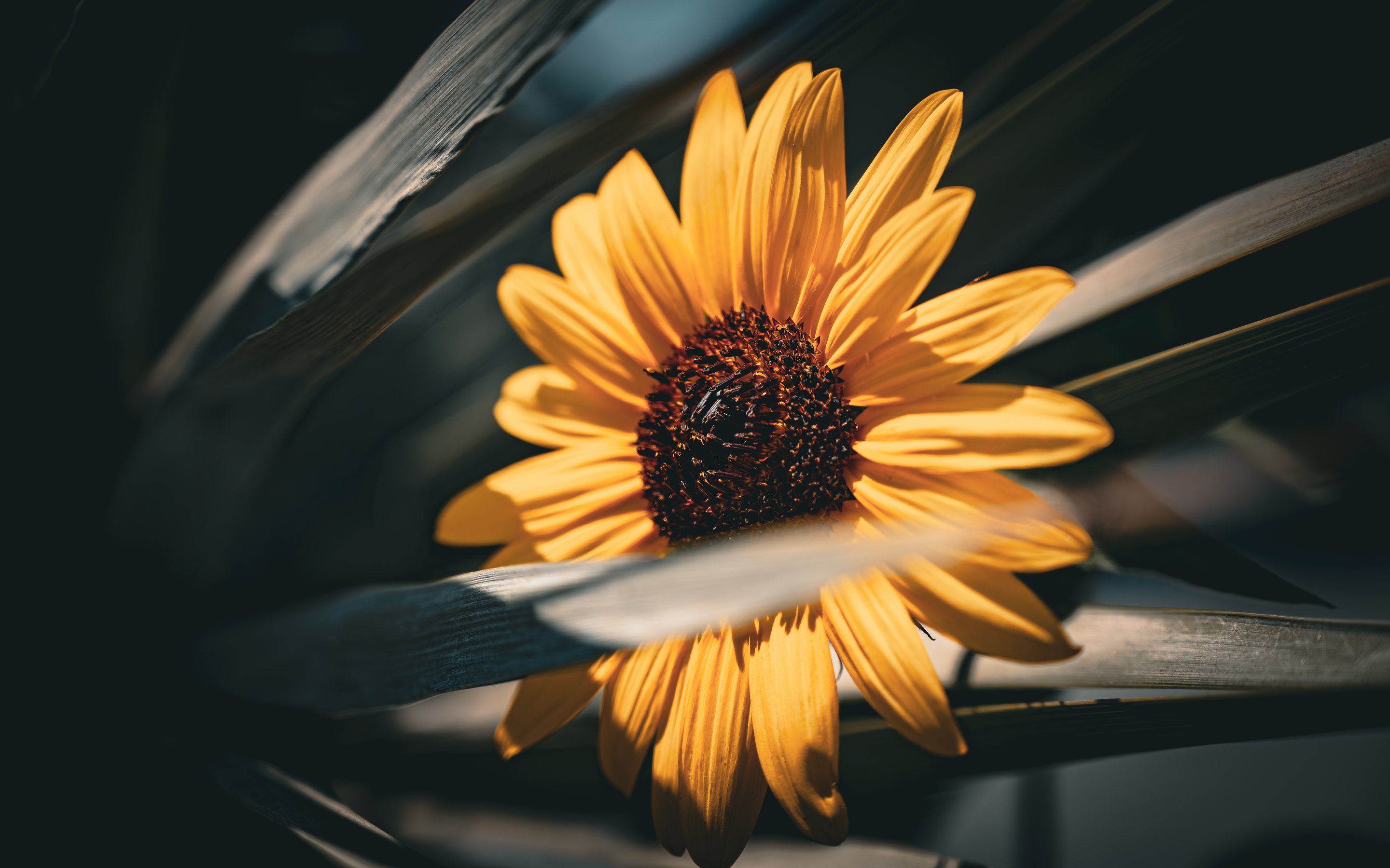 Yellow sunflower - Wallpapers for Apple MacBook 15″ in 2880x1800 resolution