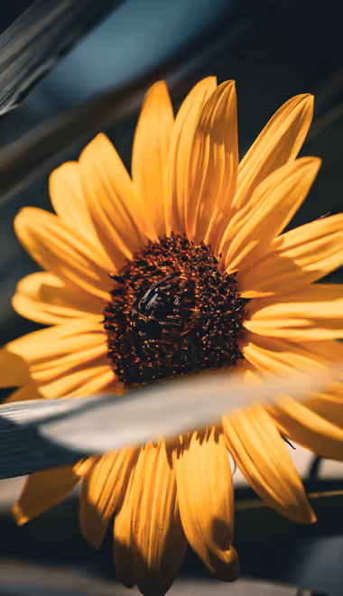 Nature wallpapers: sunflower, flowers, petals, leaves