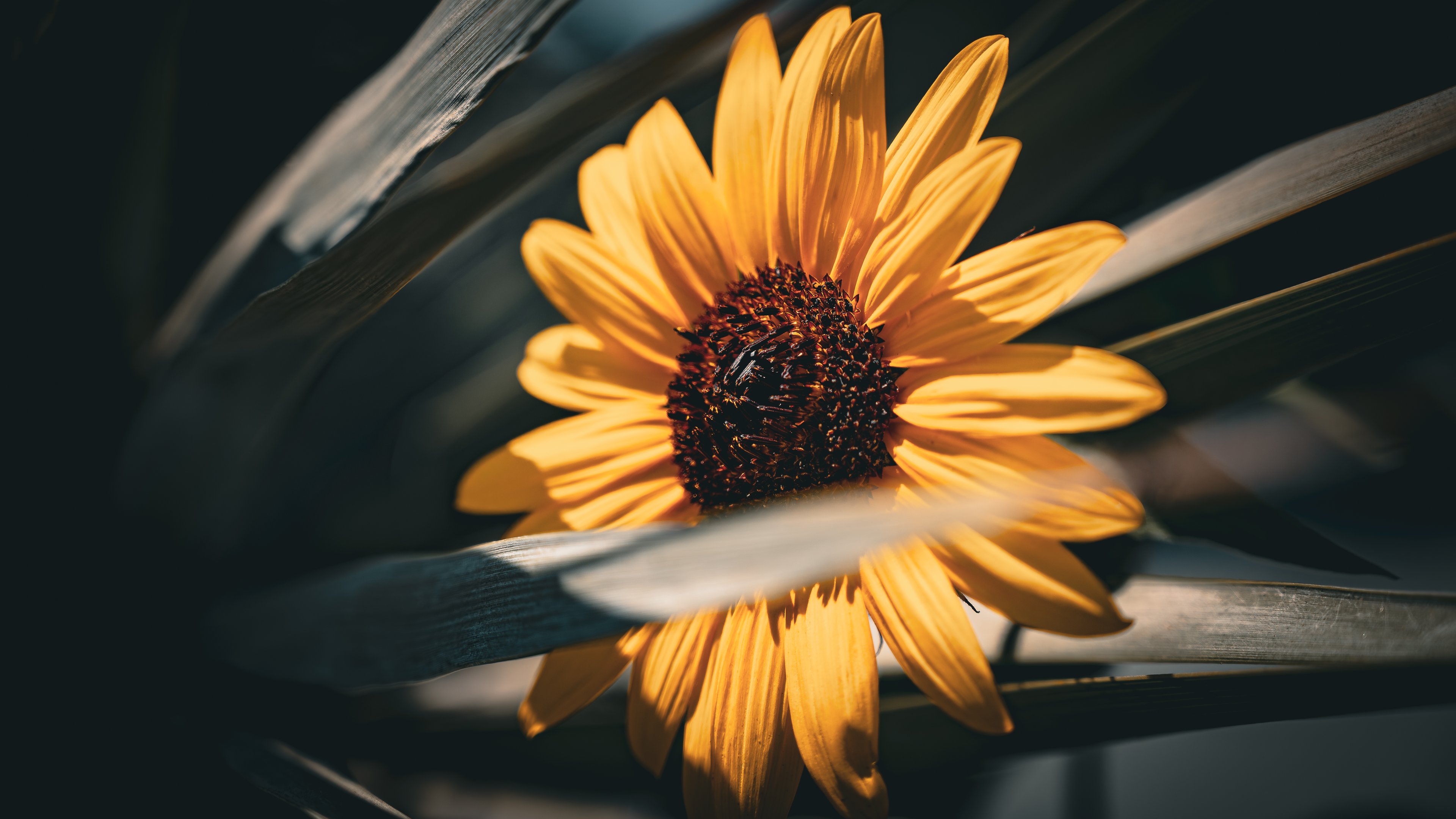Yellow sunflower - 4K PC Wallpapers in 3840x2160 resolution