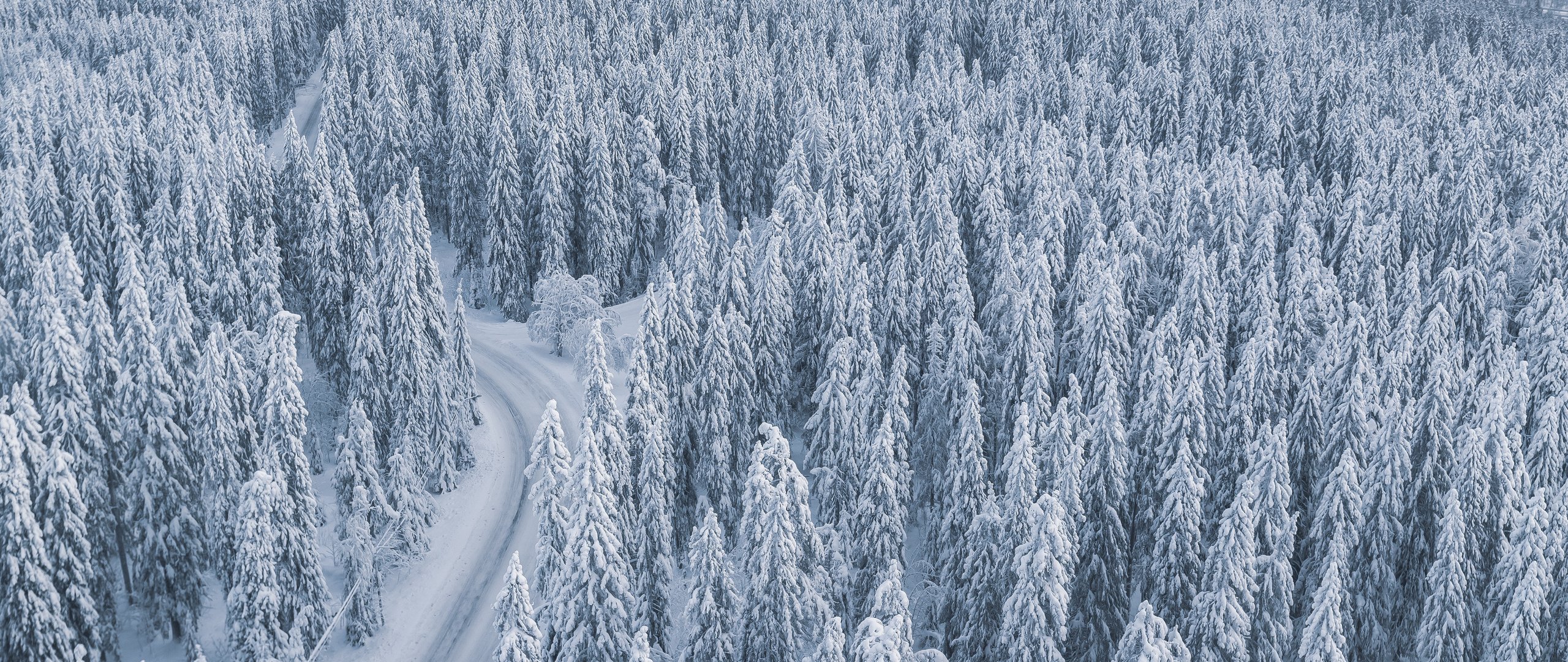 Snow-covered forest with a winding road - UltraWide 21:9 wallpapers in 2560x1080 resolution