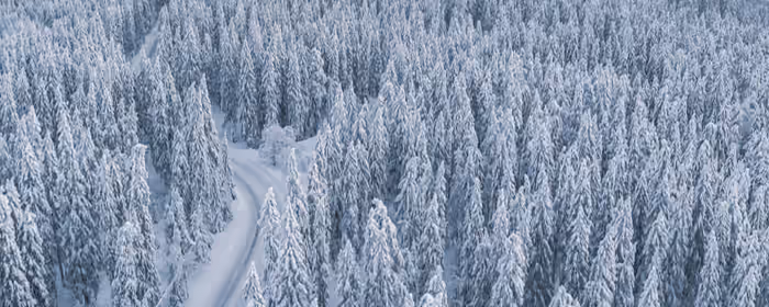 Nature wallpapers: forest, snow, winter, pine