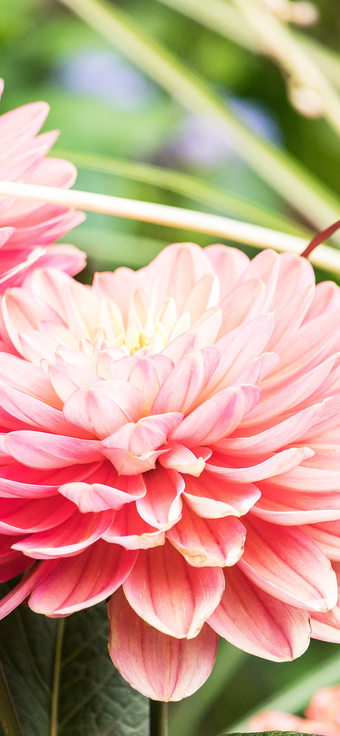 Pink dahlia close-up - Wallpapers for iPhone 12 Pro/13 Pro/14 in 1170x2532 resolution