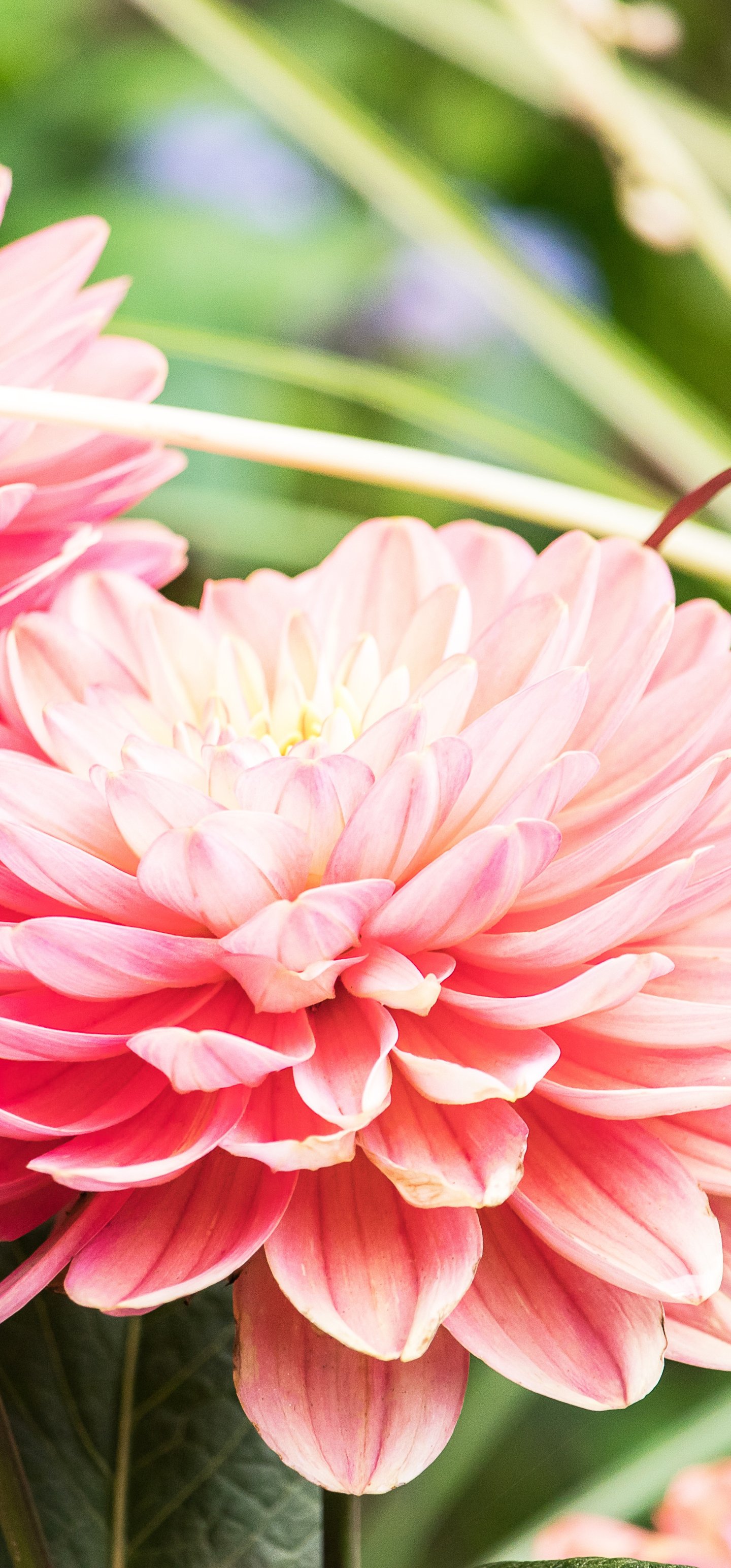 Pink dahlia close-up - Wallpapers for Samsung Galaxy S22 Ultra/S23 Ultra in 1440x3088 resolution