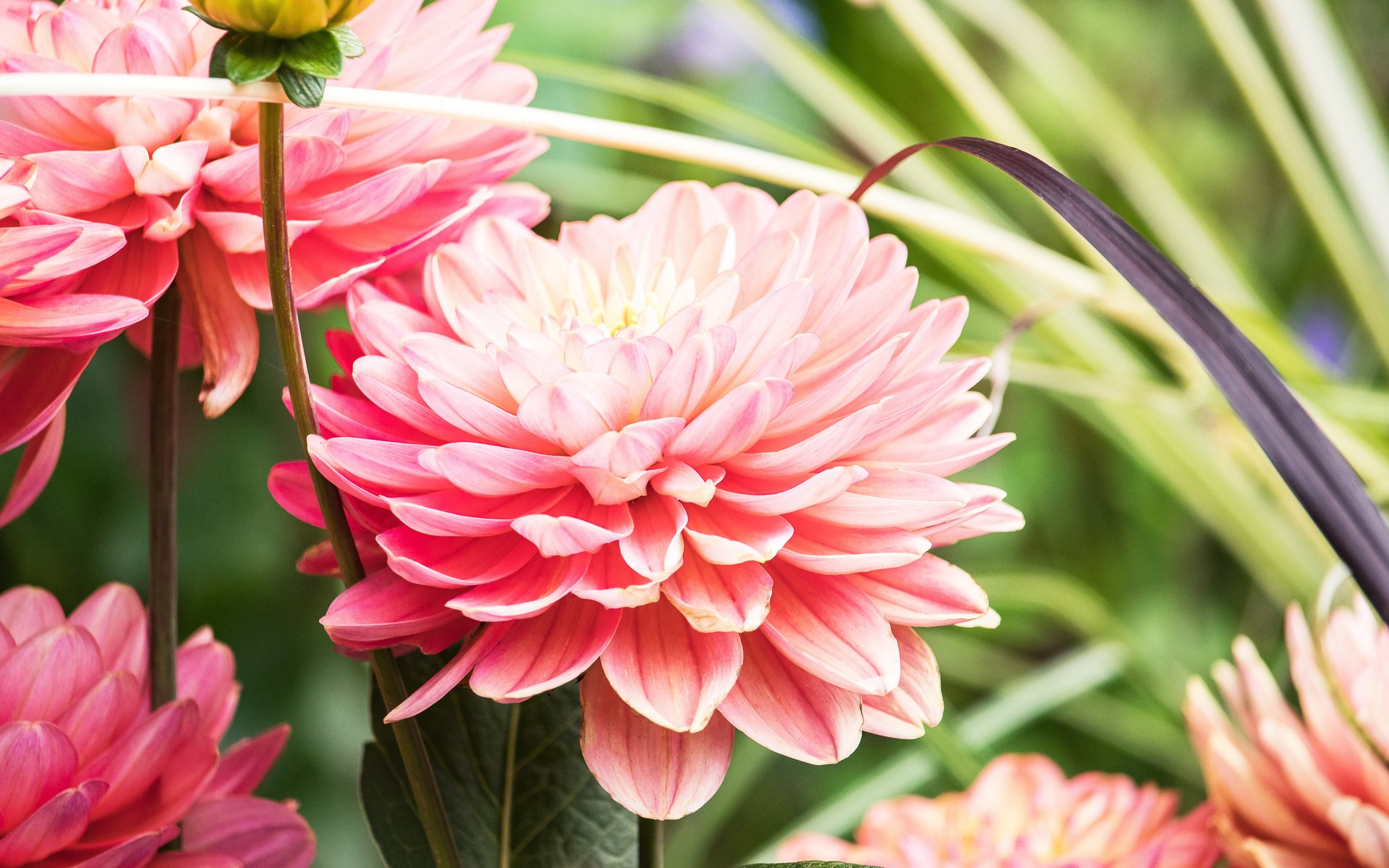 Pink dahlia close-up - WUXGA wallpapers in 1920x1200 resolution