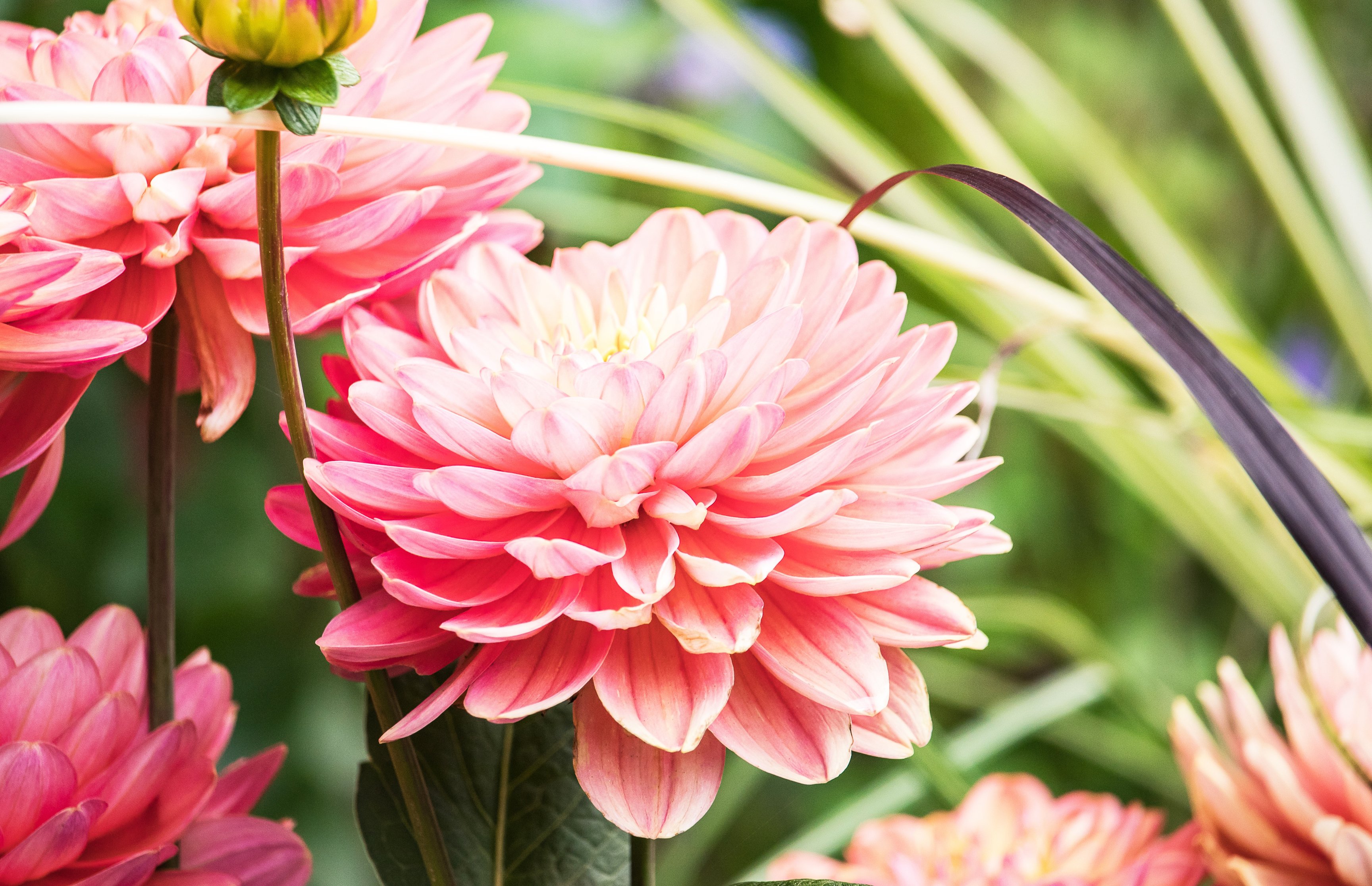 Pink dahlia close-up - Wallpapers for Apple MacBook 16.2″ in 3456x2234 resolution