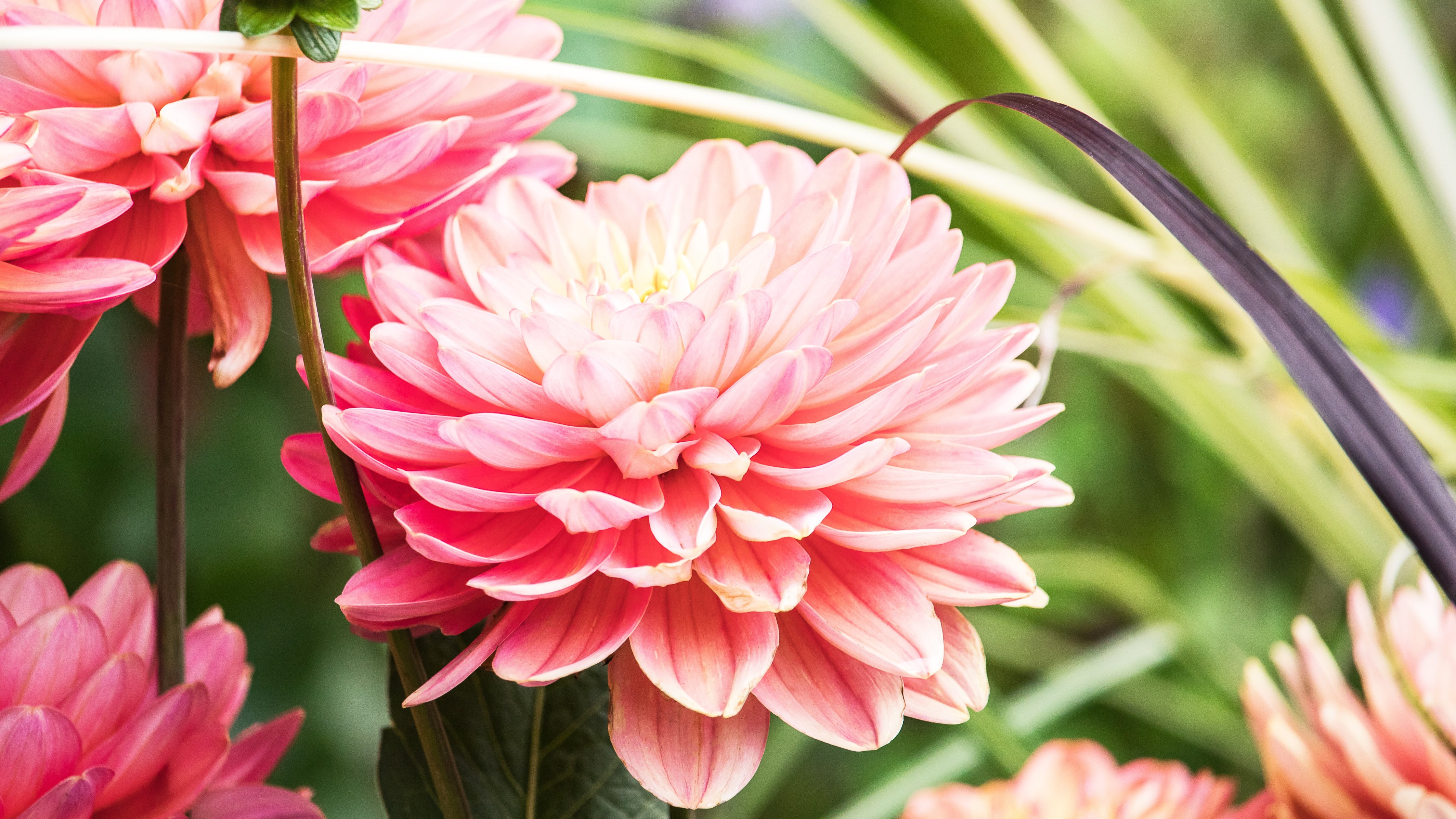 Pink dahlia close-up - Wallpapers for Apple iMac 24″ in 4480x2520 resolution