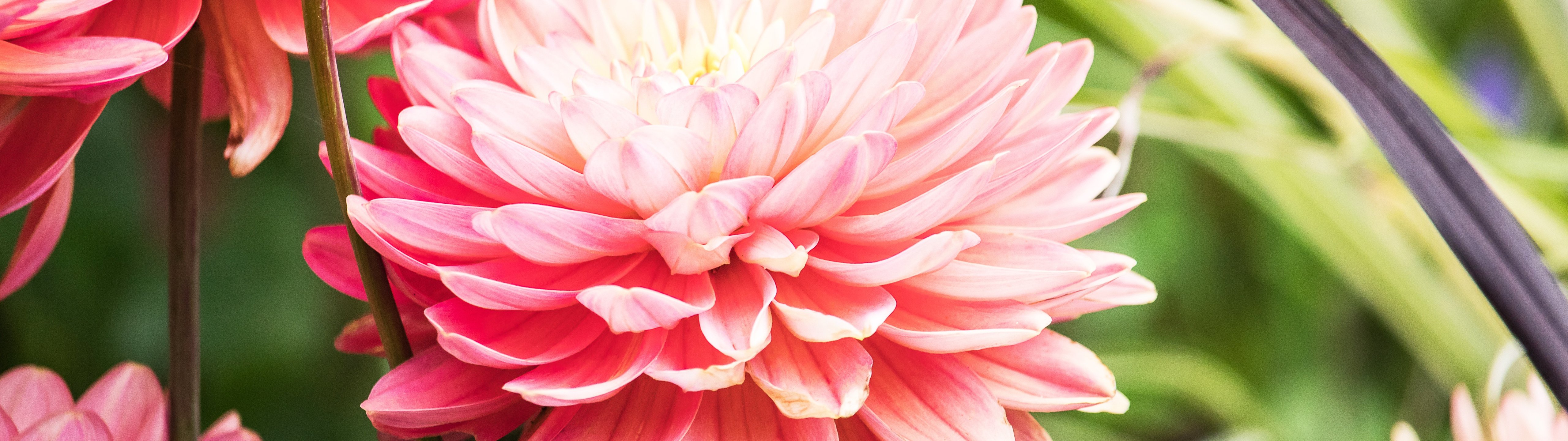 Pink dahlia close-up - UltraWide 32:9 wallpapers in 5120x1440 resolution