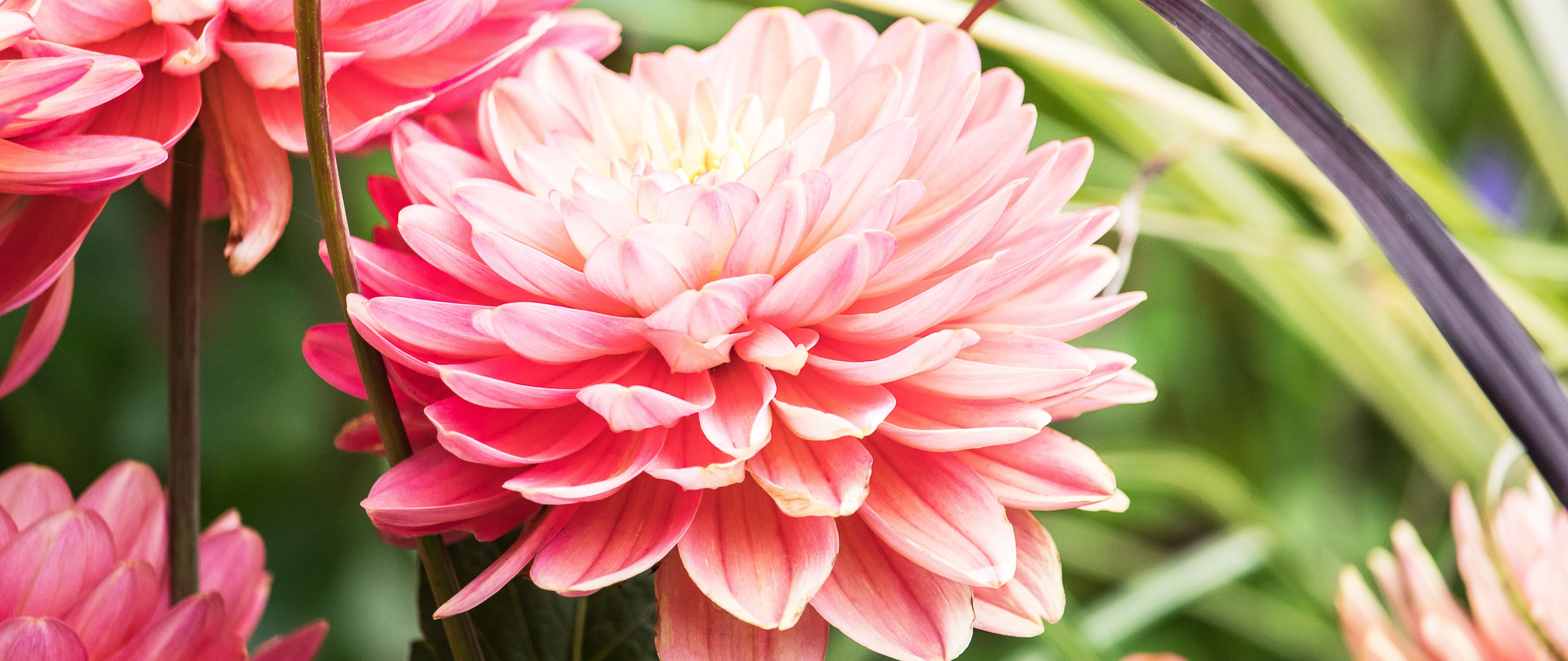 Pink dahlia close-up - 5K2K UltraWide 21:9 wallpapers in 5120x2160 resolution
