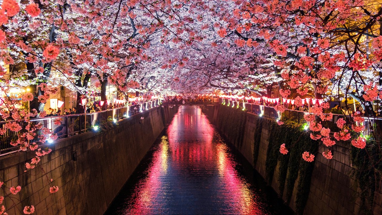 Japanese sakura at night - HDV 720p wallpapers in 1280x720 resolution