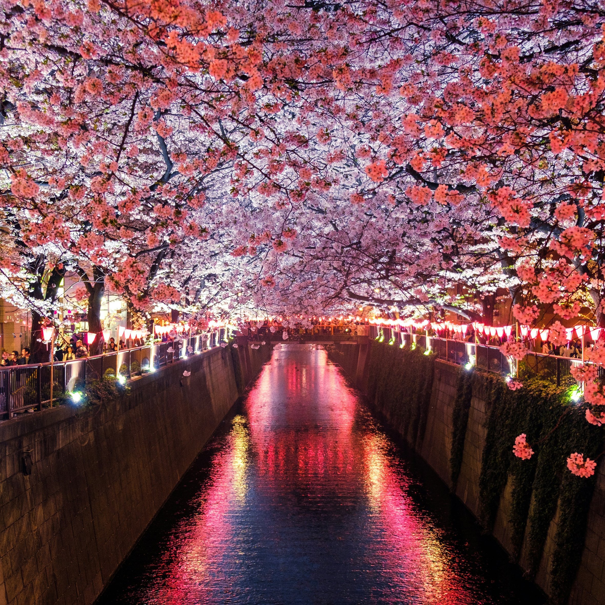 Japanese sakura at night - Wallpapers for iPad Air 10.9″ in 2360x2360 resolution