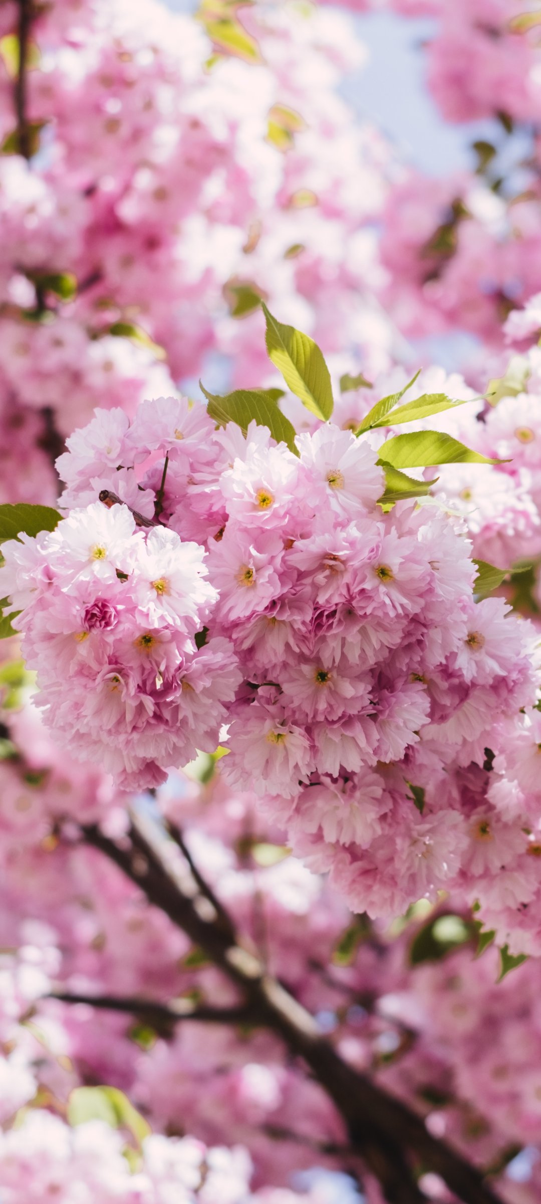 Cherry blossom tree with pink flowers - Wallpapers for Samsung Galaxy M55, POCO M4/X4/X5, Xiaomi Redmi 12/13/Note 13/Note 14/Note 14S in 1080x2400 resolution