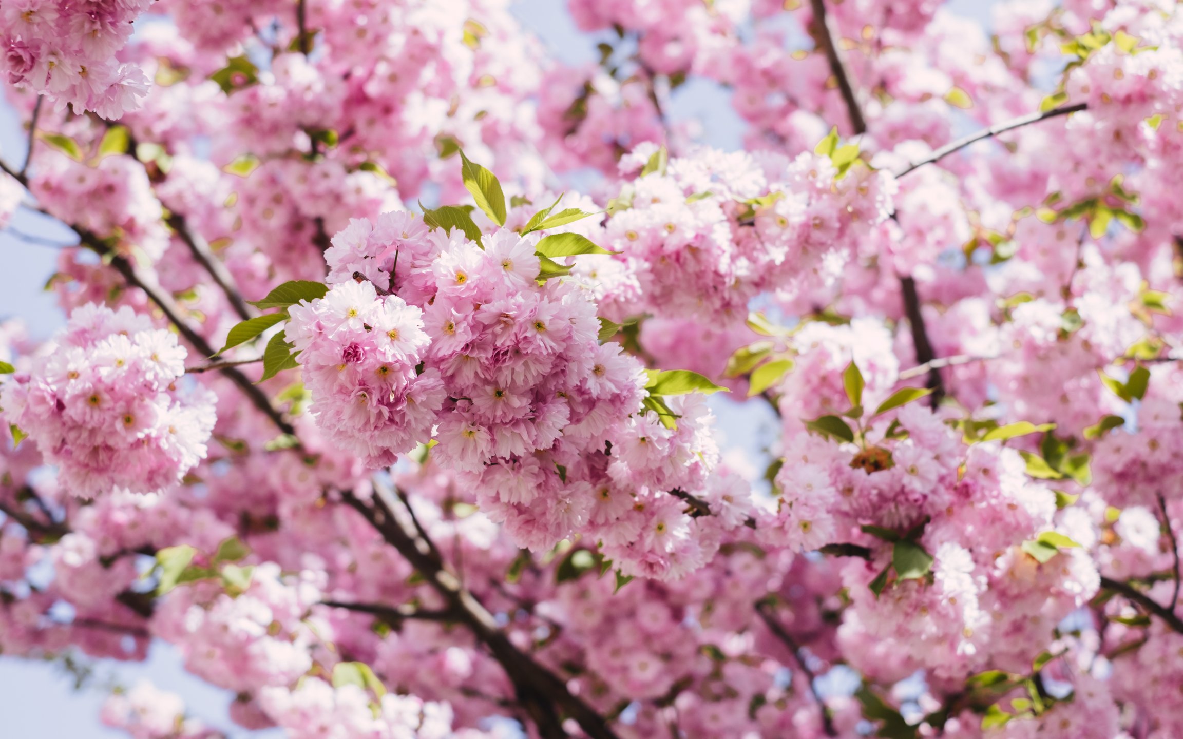 Cherry blossom tree with pink flowers - Wallpapers for Apple MacBook 12″ in 2304x1440 resolution