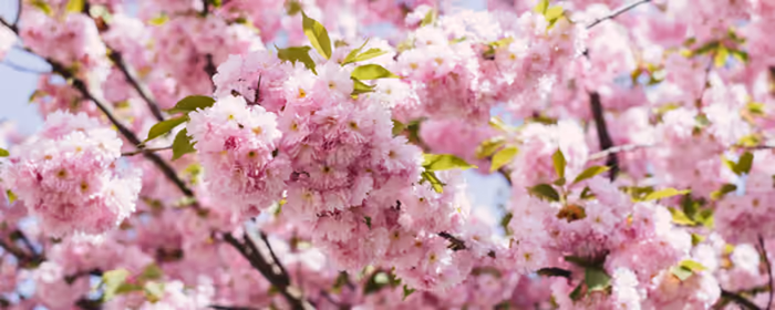 UltraWide 32:9 wallpapers (3840x1080): cherry blossoms, trees, flowers, spring