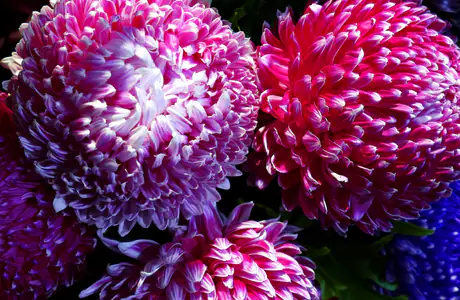 Nature wallpapers: chrysanthemum, flowers, petals, close-up