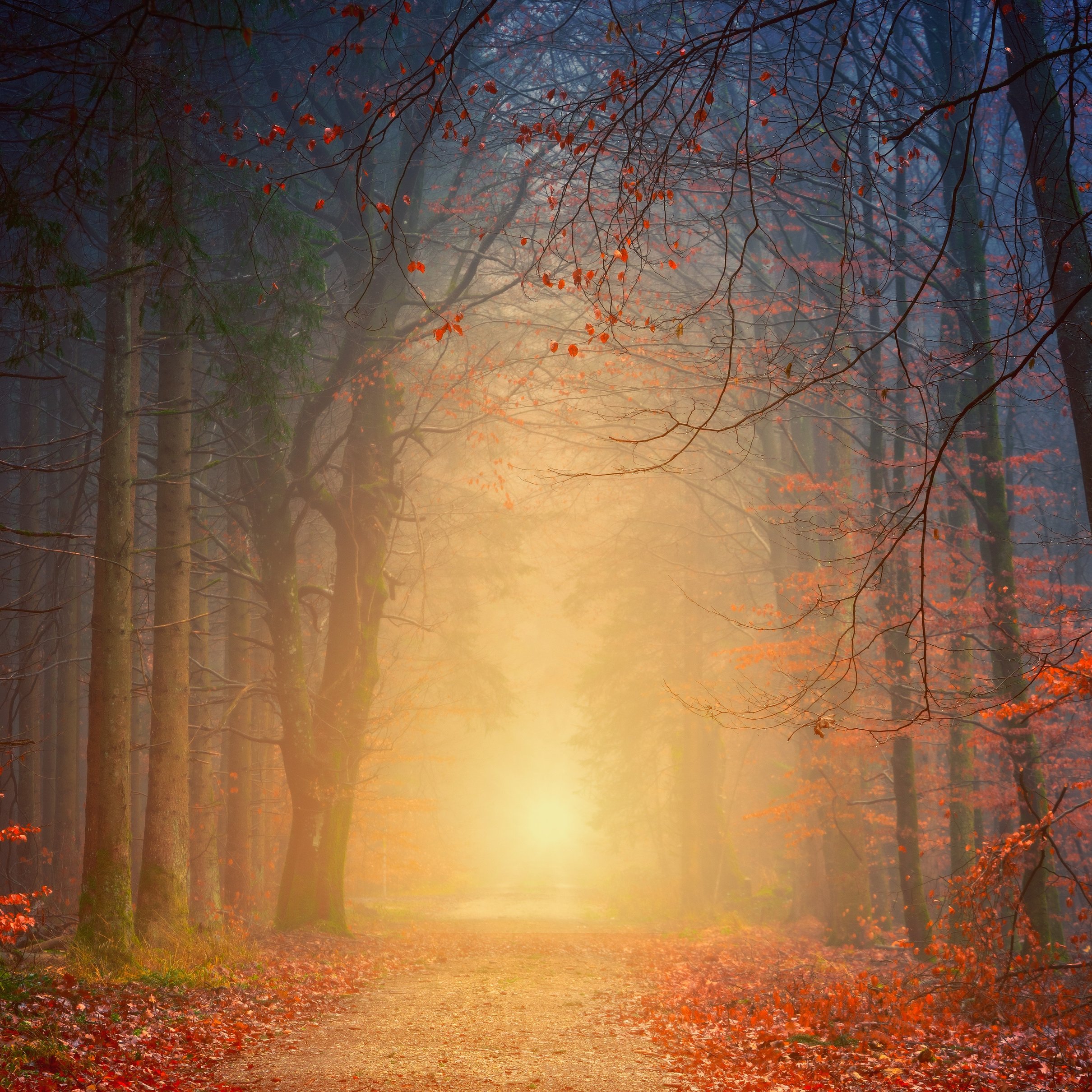 Autumn forest in a bright sunset - Wallpapers for iPad Pro 11″ 2024 in 2420x2420 resolution
