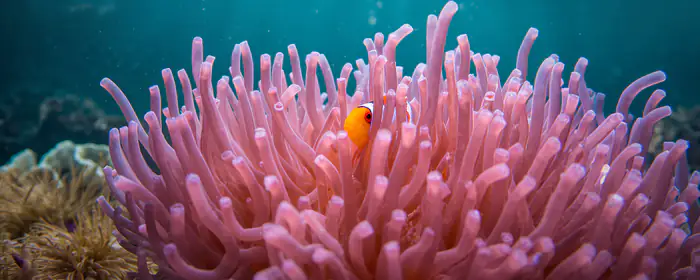 UltraWide 32:9 fish wallpapers (3840x1080): amphiprion, corals, reef, fish