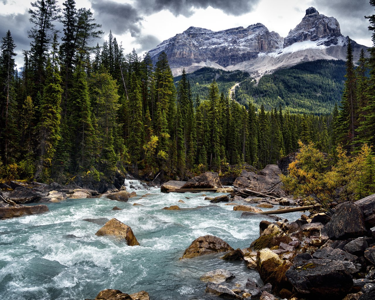 Mountain River Flowing Through Pine Forest - SXGA wallpapers in 1280x1024 resolution