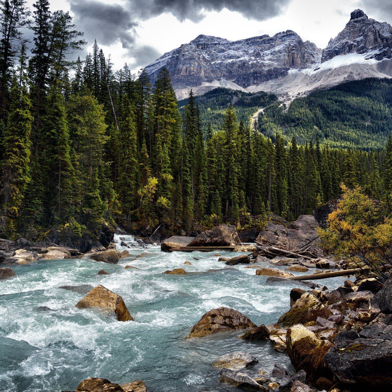 Mountain River Flowing Through Pine Forest - Wallpapers for Samsung Galaxy Tab in 1340x1340 resolution