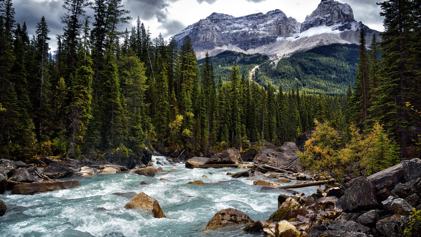 Mountain River Flowing Through Pine Forest - wXGA++ wallpapers in 1600x900 resolution
