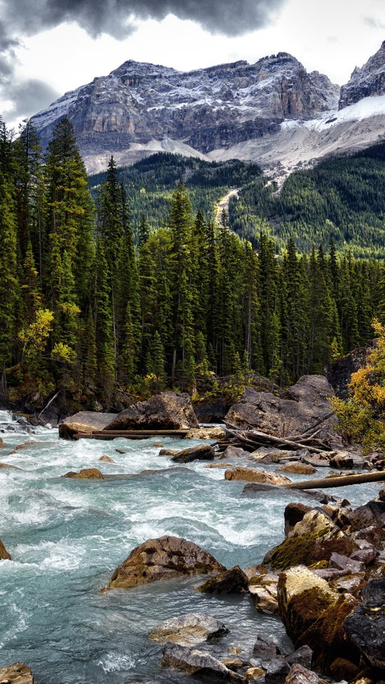 Mountain River Flowing Through Pine Forest - Wallpapers for Samsung, HTC, Sony in 540x960 resolution