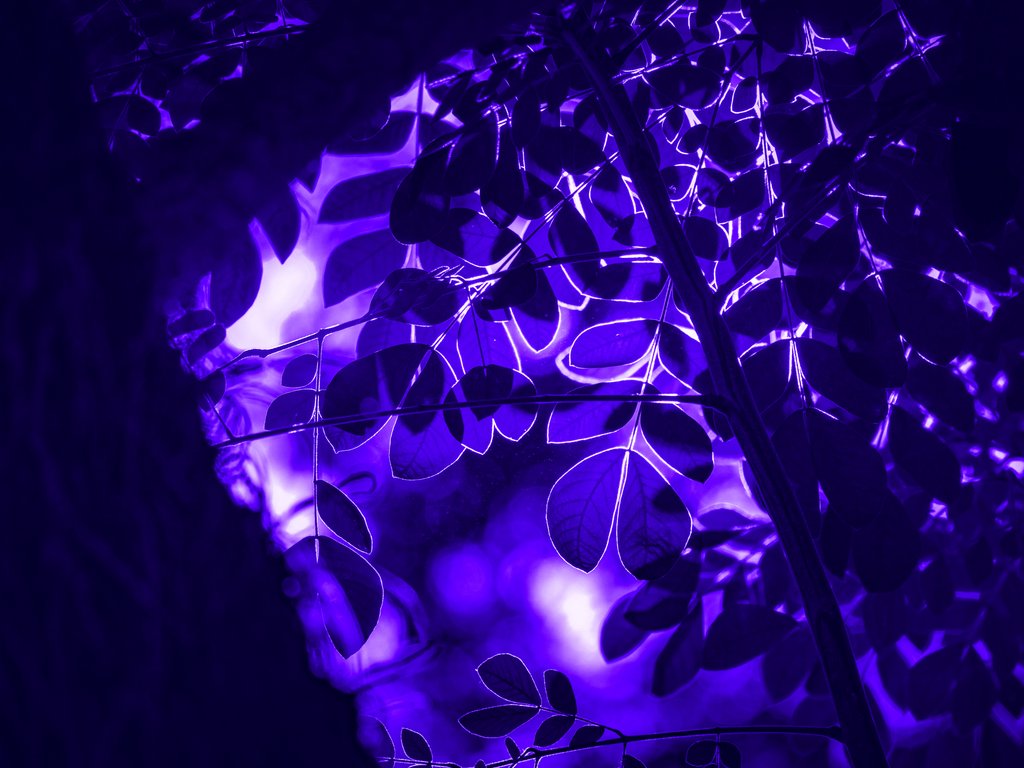 Neon illuminated leaves in night - XVGA wallpapers in 1024x768 resolution