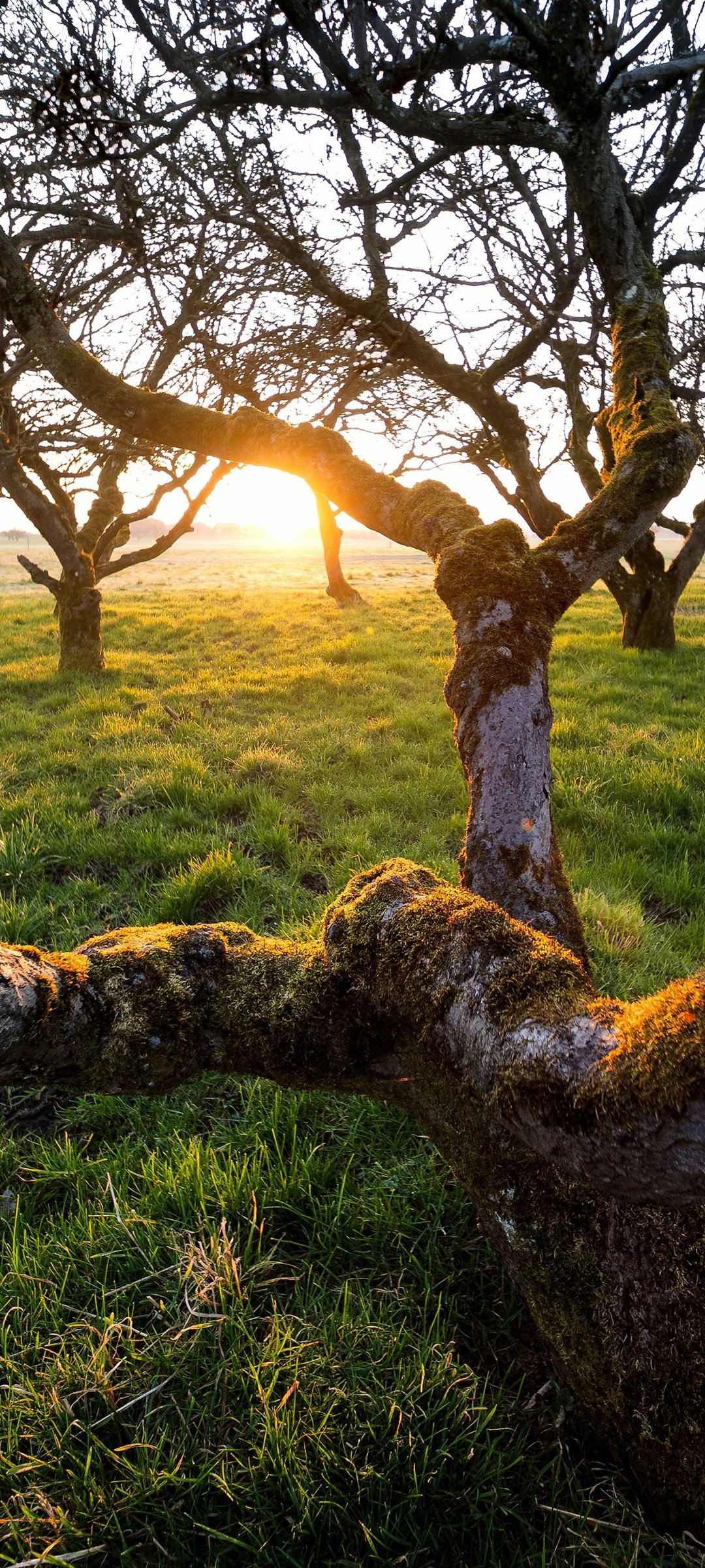 Sunrise through trees in a green field - Wallpapers for Samsung Galaxy M55, POCO M4/X4/X5, Xiaomi Redmi 12/13/Note 13/Note 14/Note 14S in 1080x2400 resolution