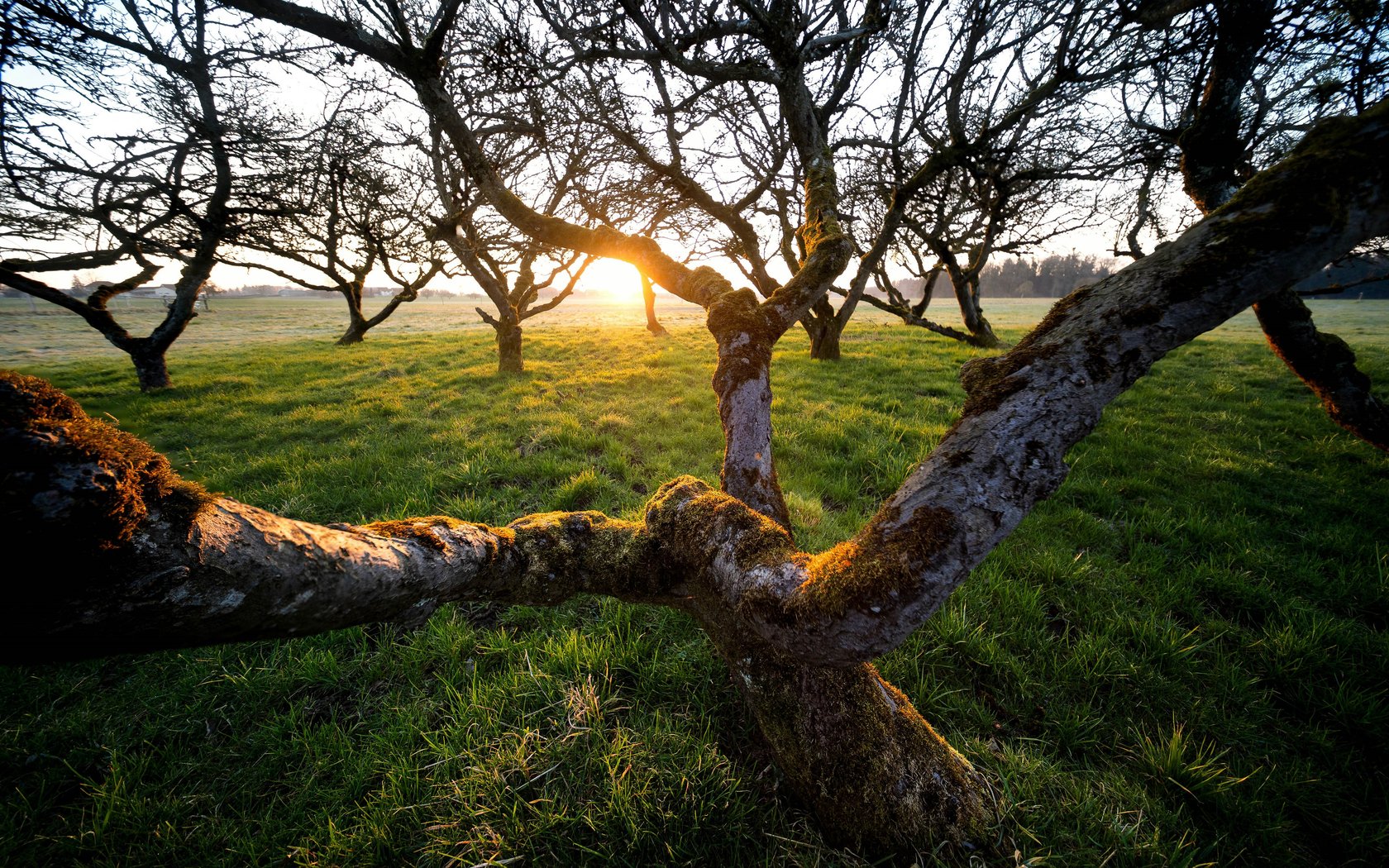 Sunrise through trees in a green field - WSXGA+ wallpapers in 1680x1050 resolution