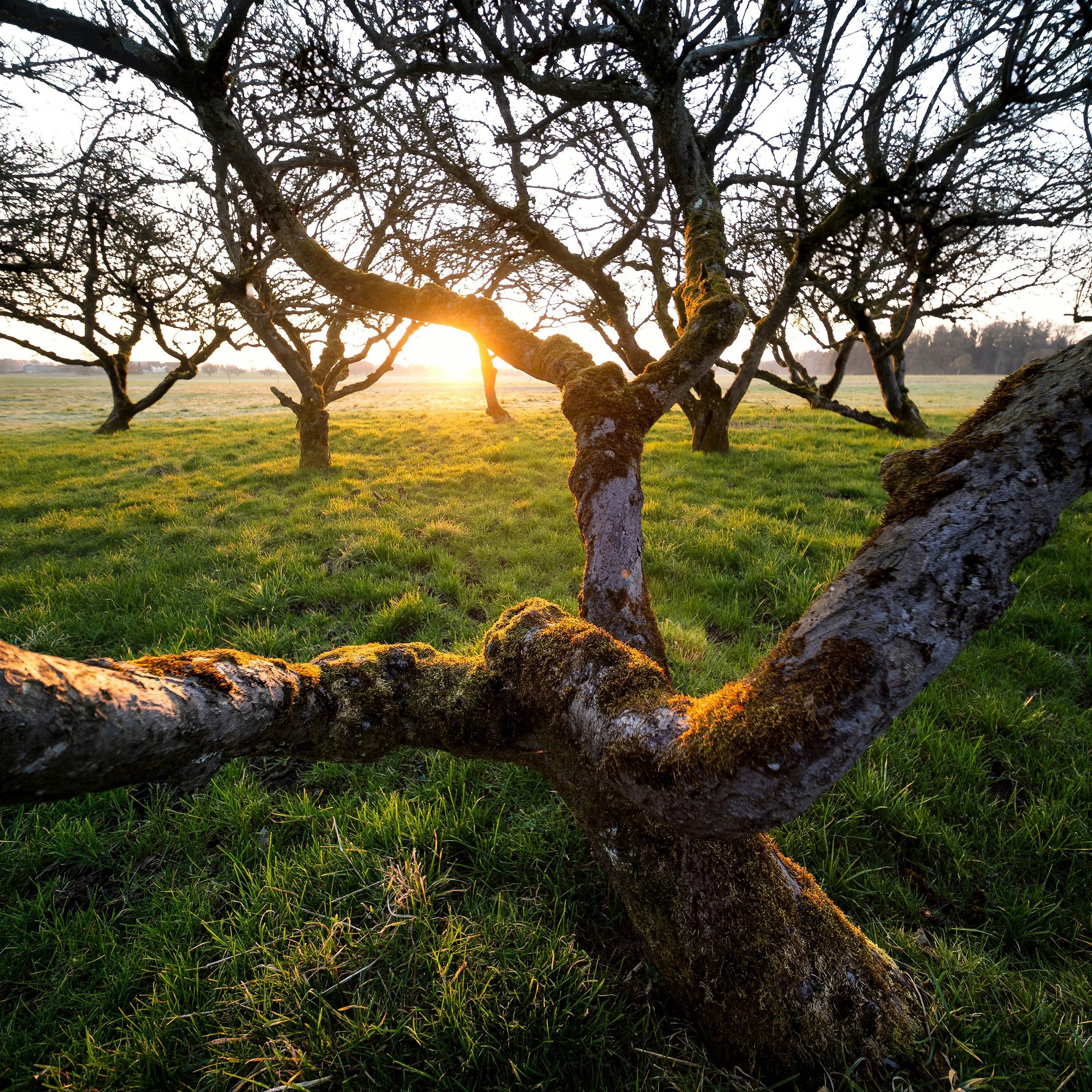 Sunrise through trees in a green field - Wallpapers for iPad Pro 10.5″ in 2224x2224 resolution